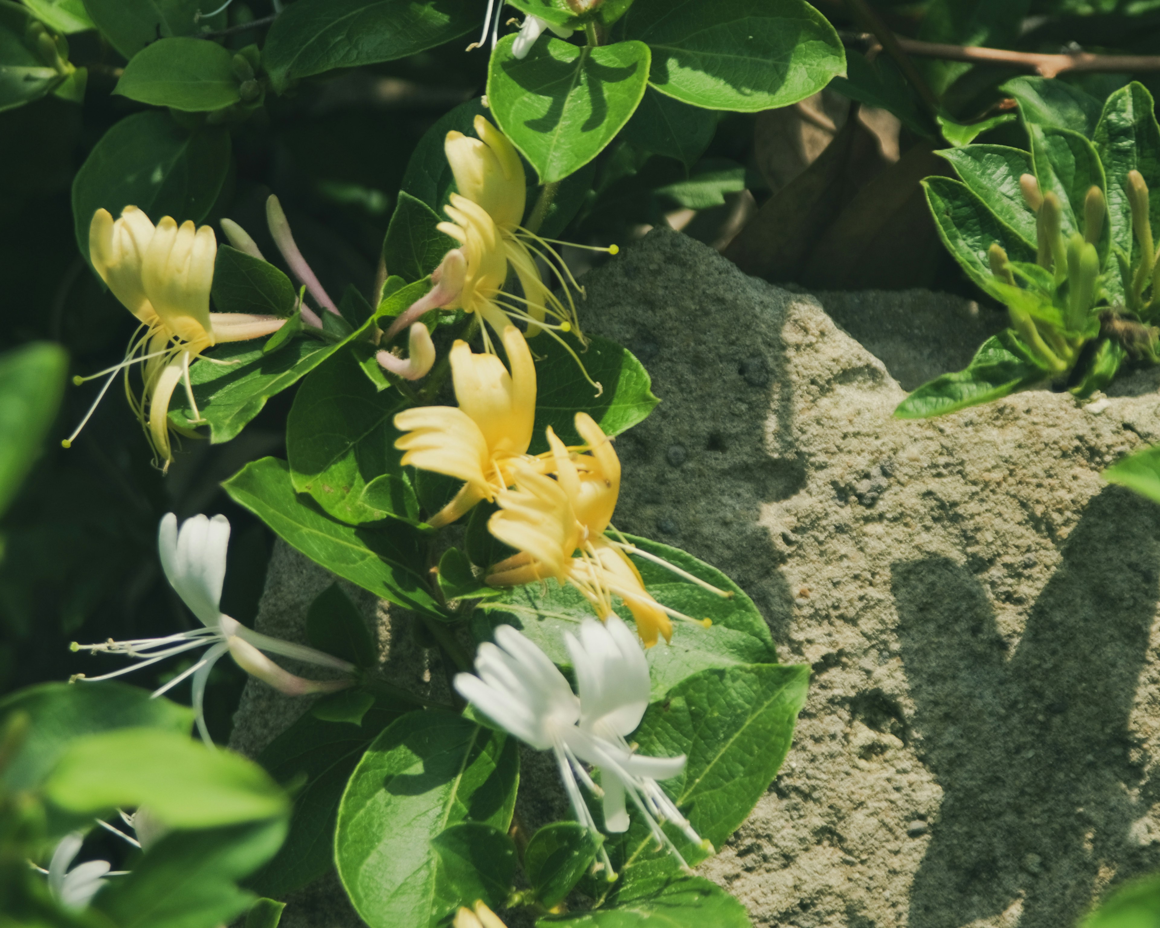 黄色と白の花が緑の葉に囲まれている