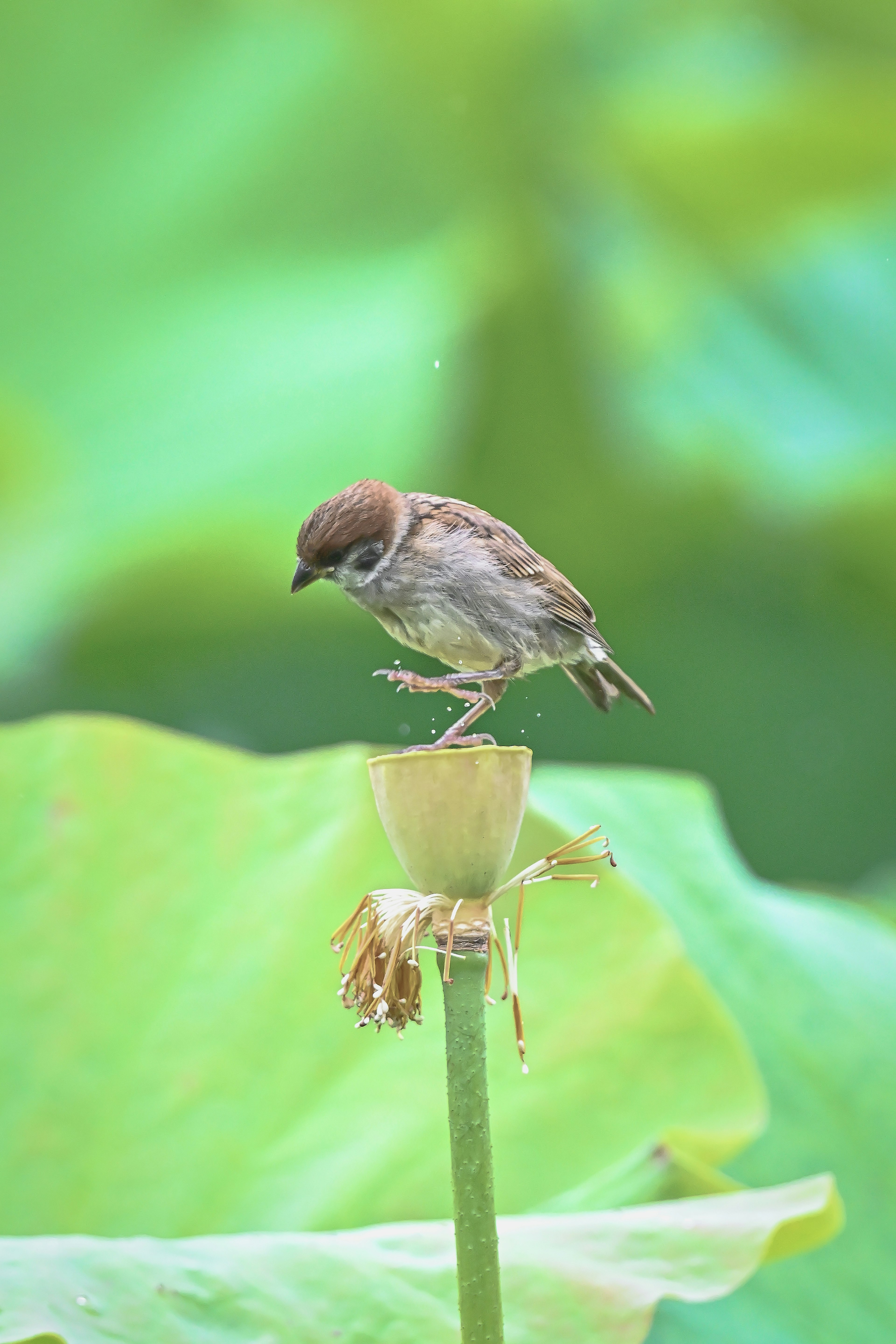 Seekor burung kecil bertengger di batang bunga teratai dengan latar belakang hijau