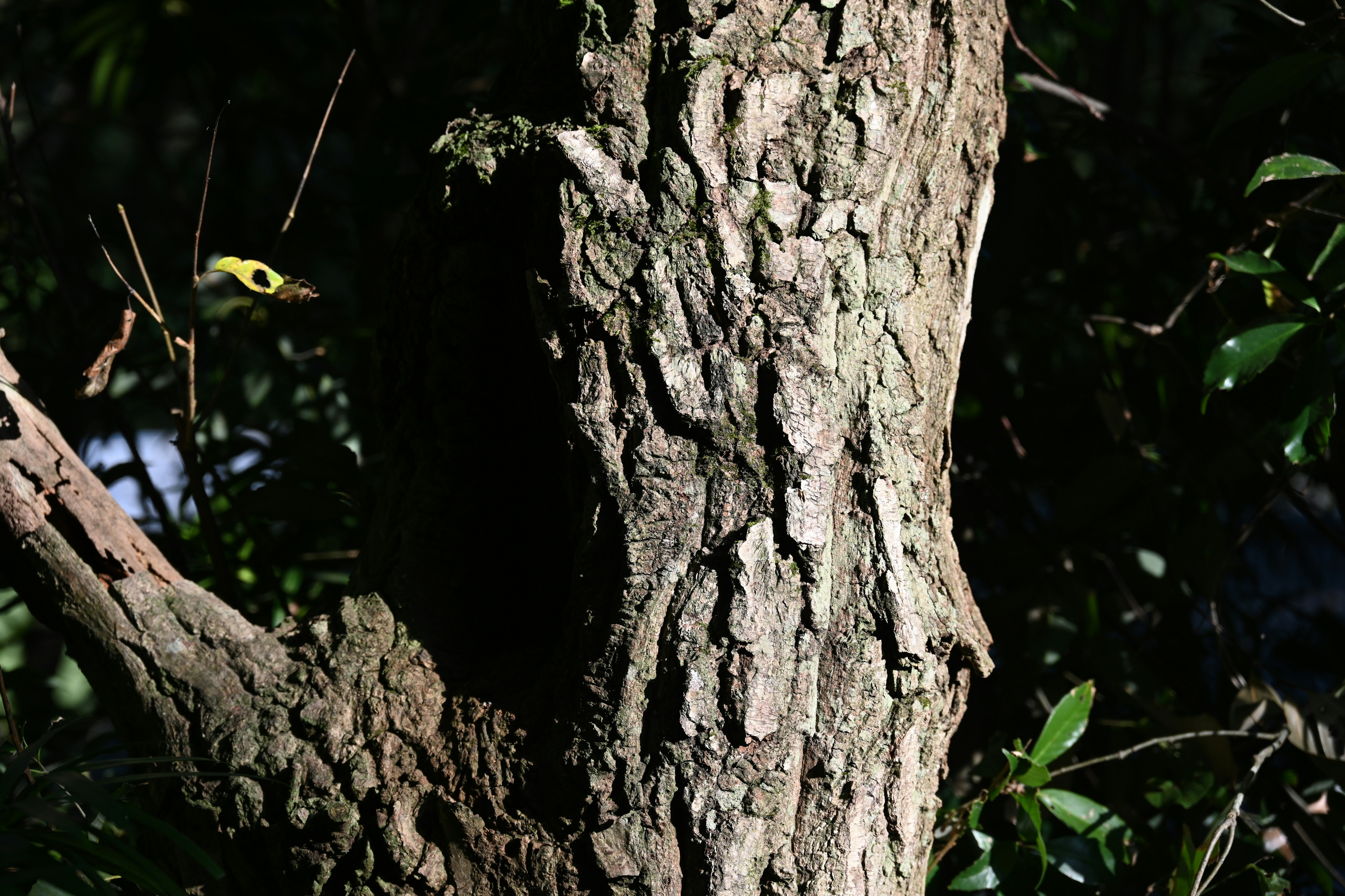 Texture dettagliata di un tronco d'albero con sfondo scuro