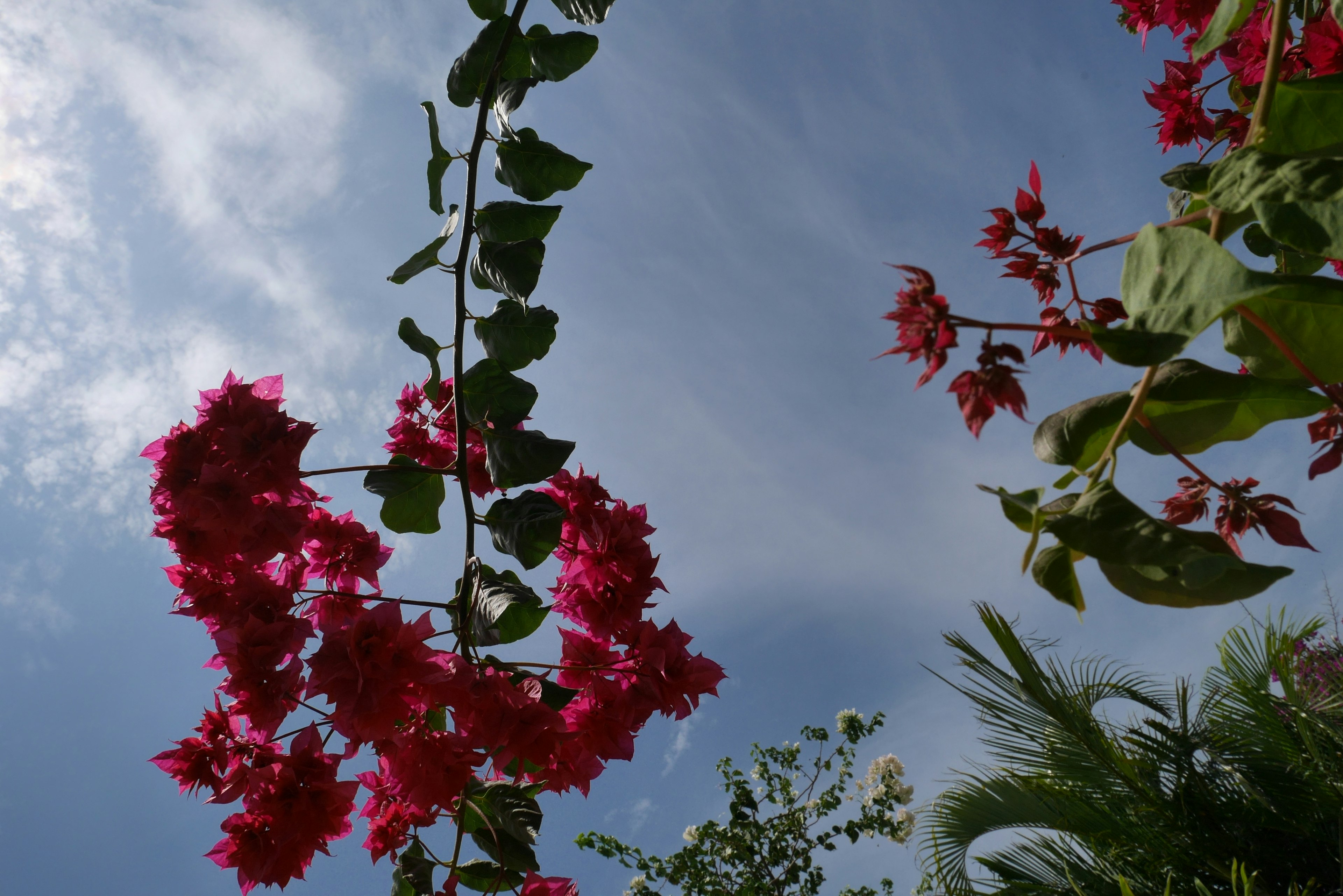 Hoa và lá bougainvillea hồng rực rỡ trên nền trời xanh