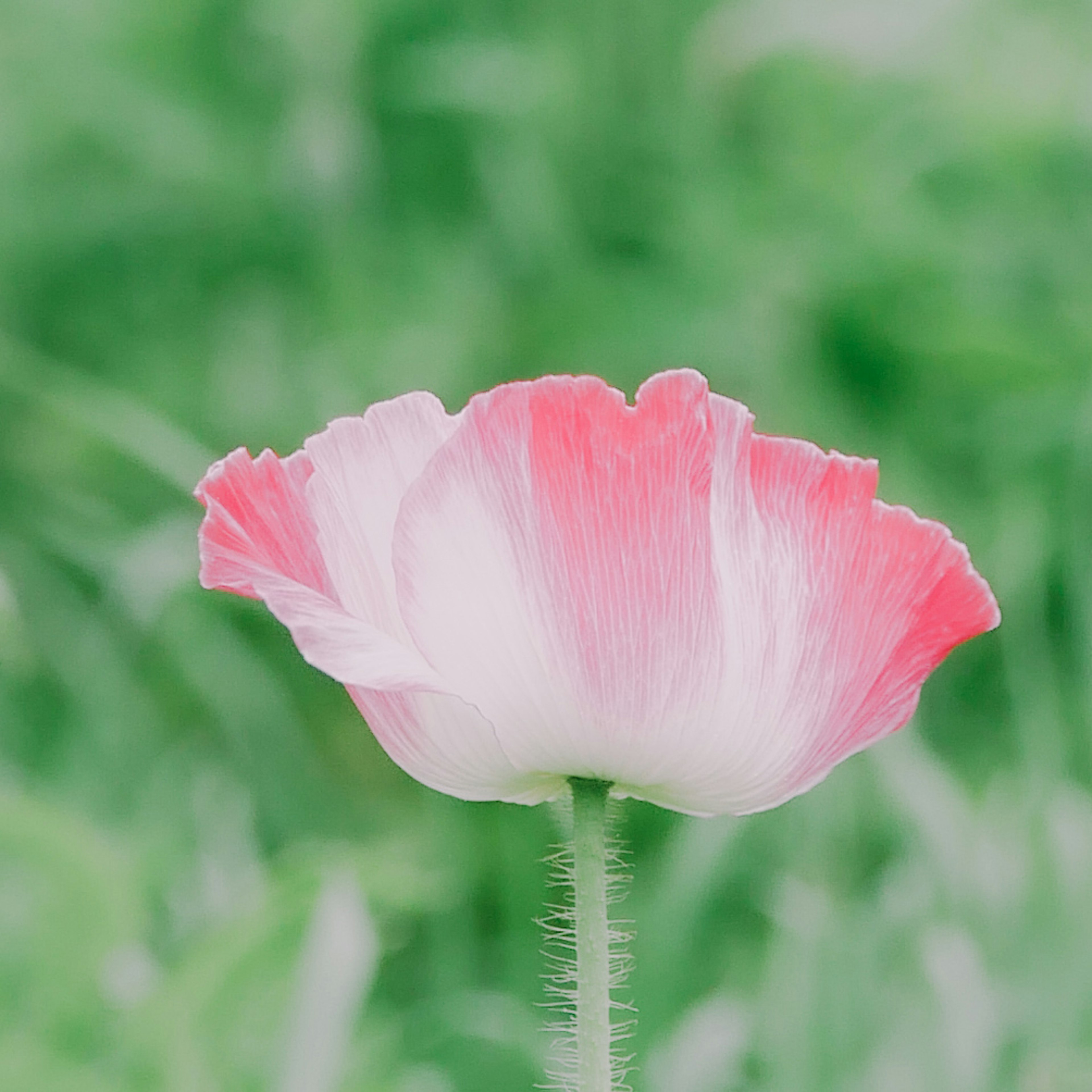 薄いピンクと白の花が咲いている緑の背景に立っている