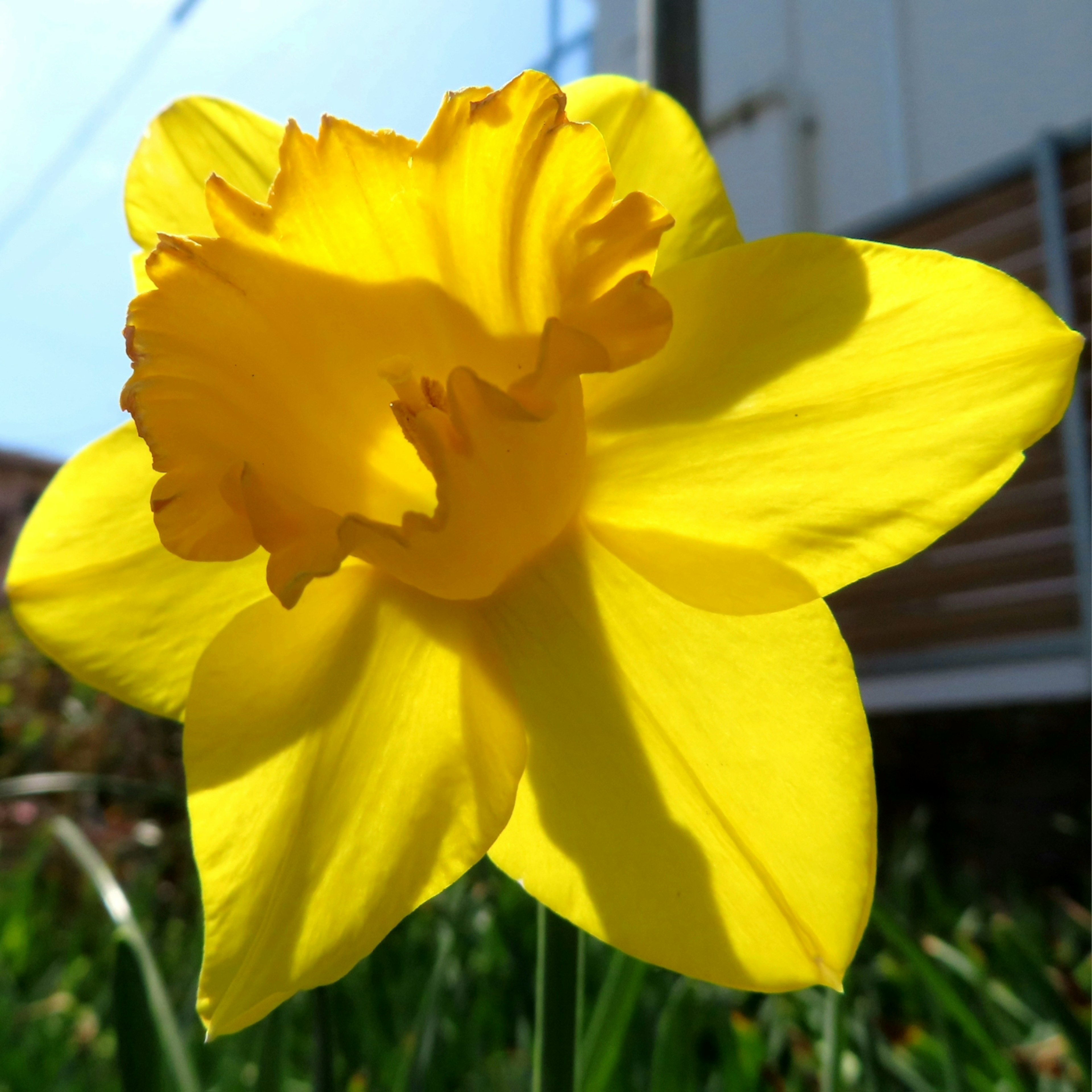 鮮やかな黄色の水仙の花が咲いている