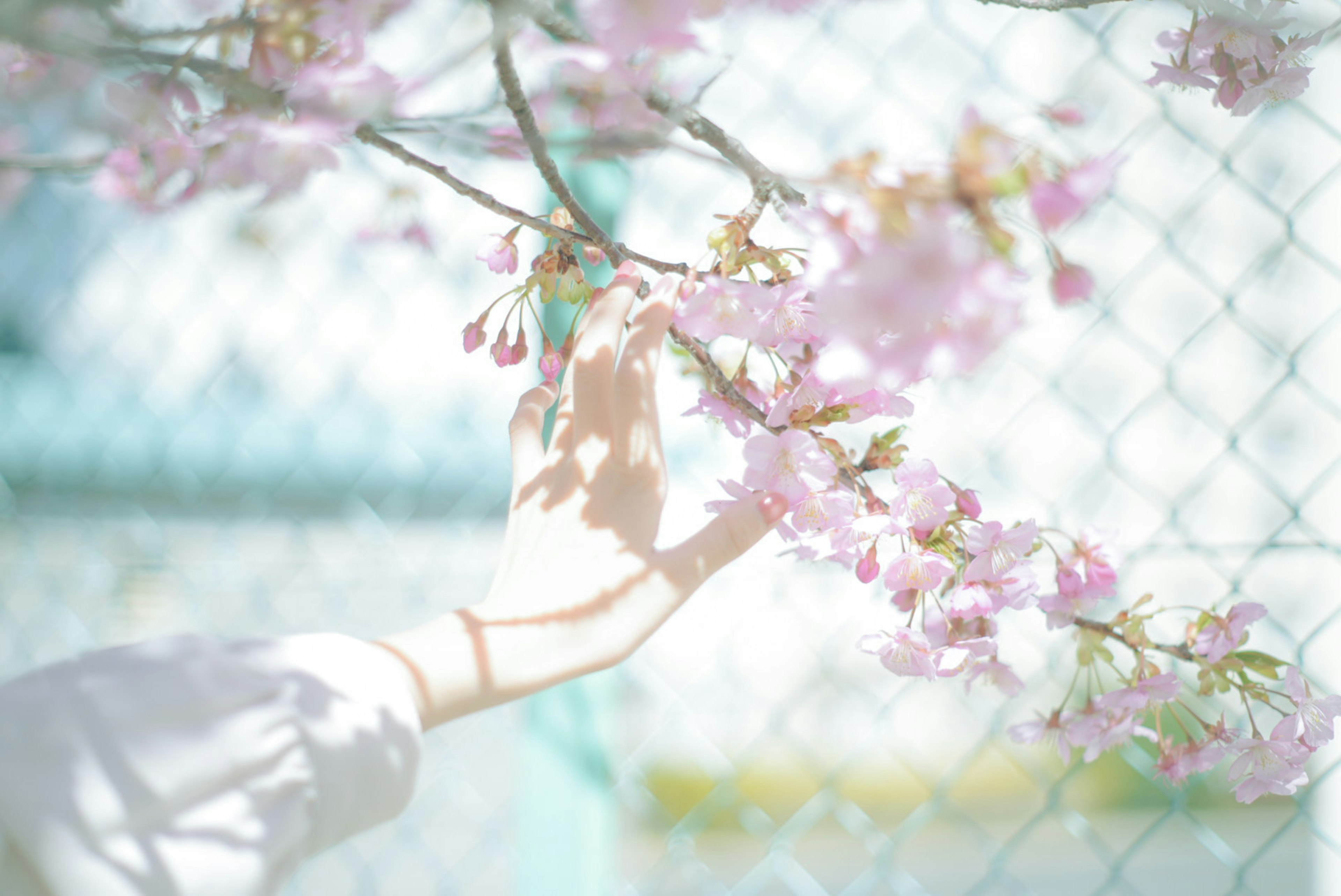 A hand reaching for delicate cherry blossoms