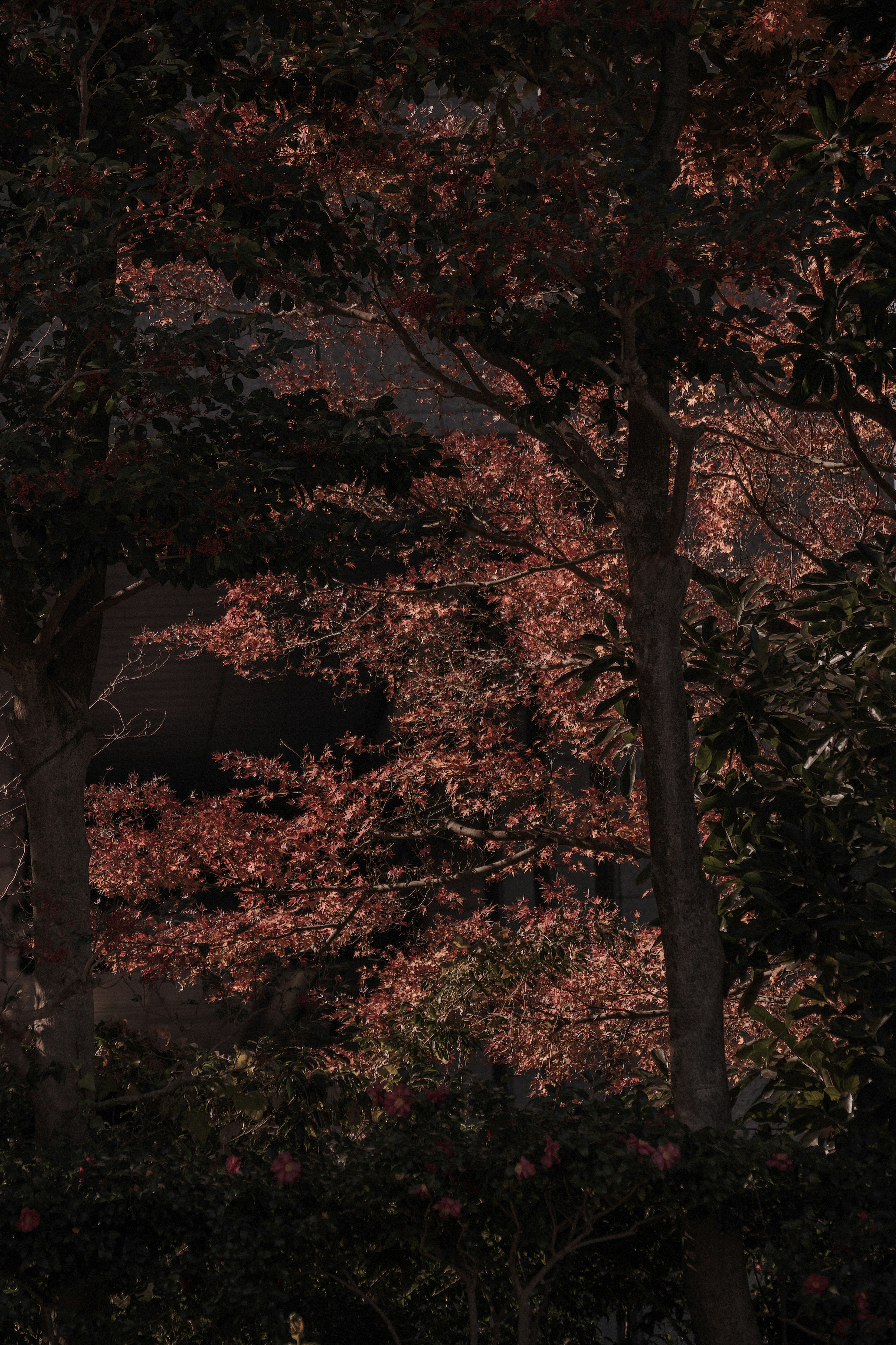 Silhouette von Bäumen mit Herbstlaub vor dunklem Hintergrund