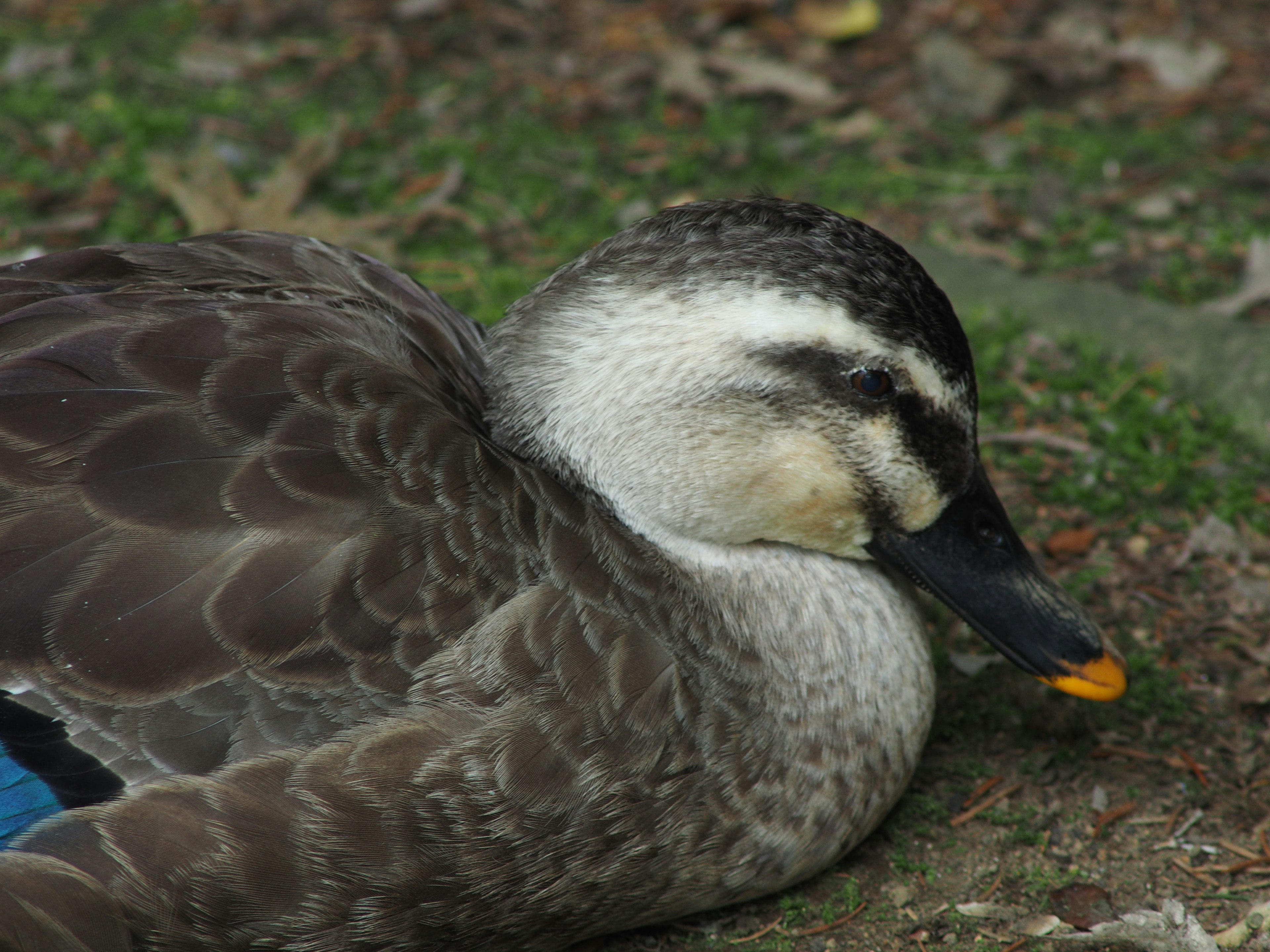 Un pato tranquilo descansando en el suelo