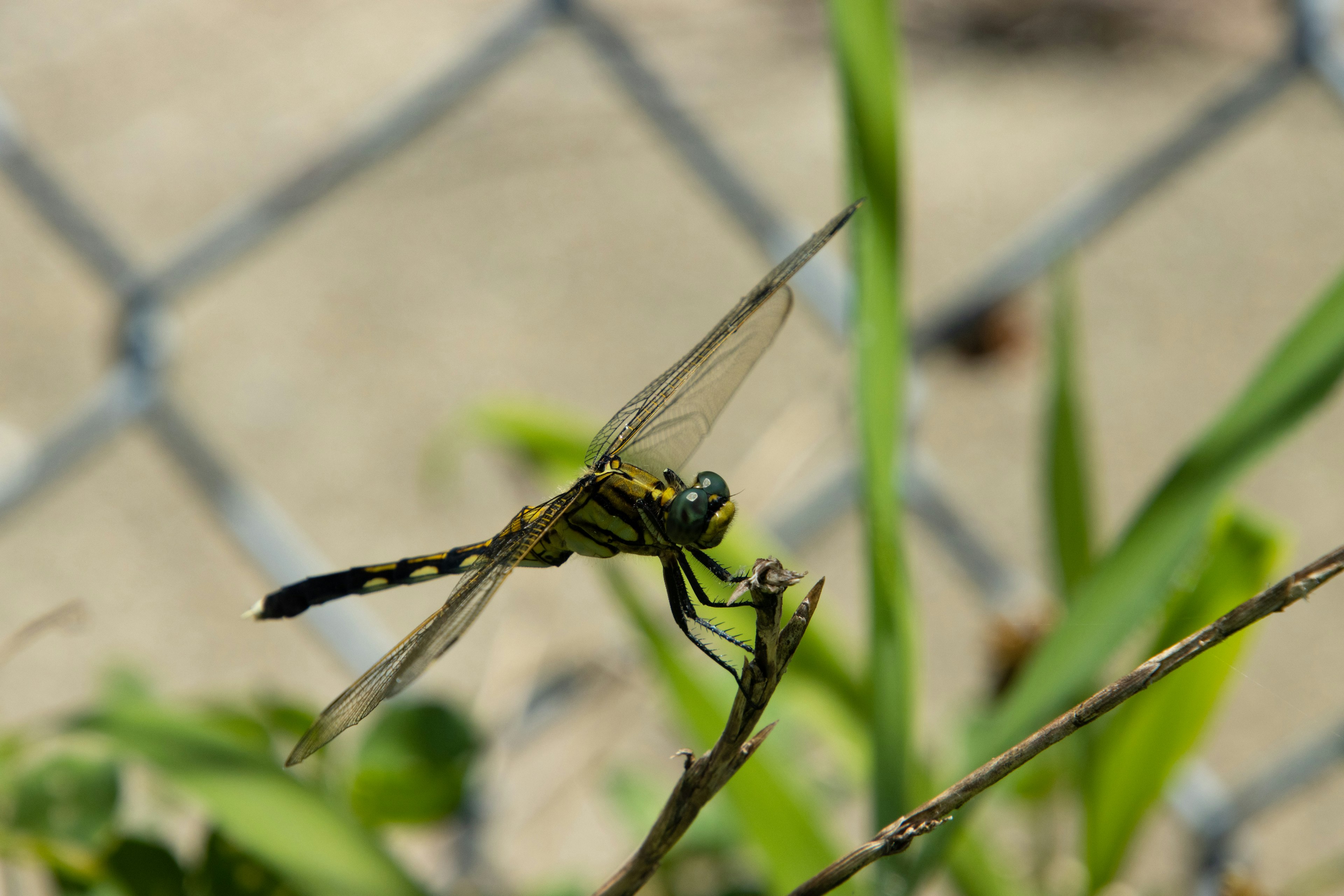 Gelbe und schwarze Libelle auf grünen Blättern