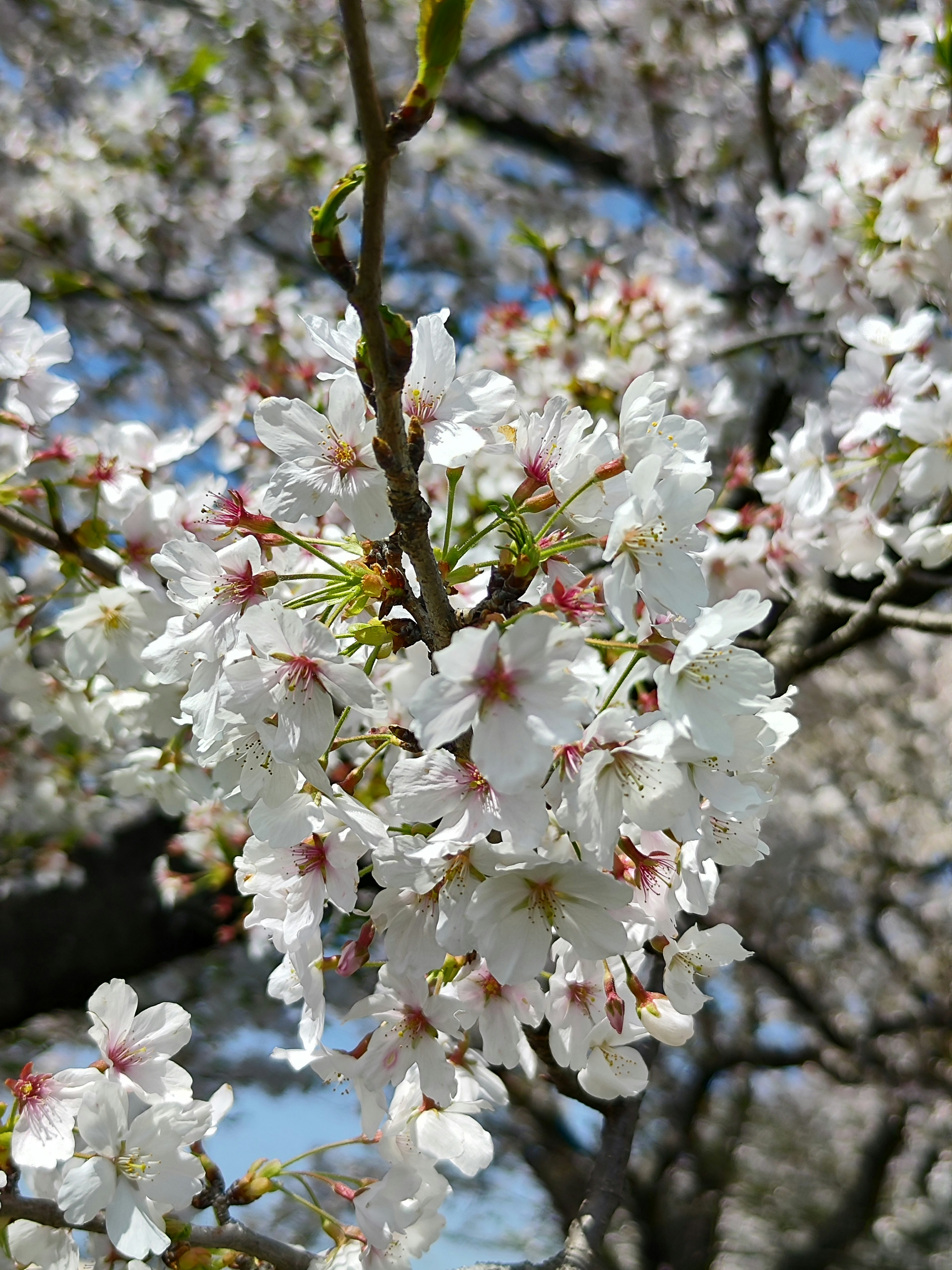 Primo piano di fiori di ciliegio su un ramo d'albero