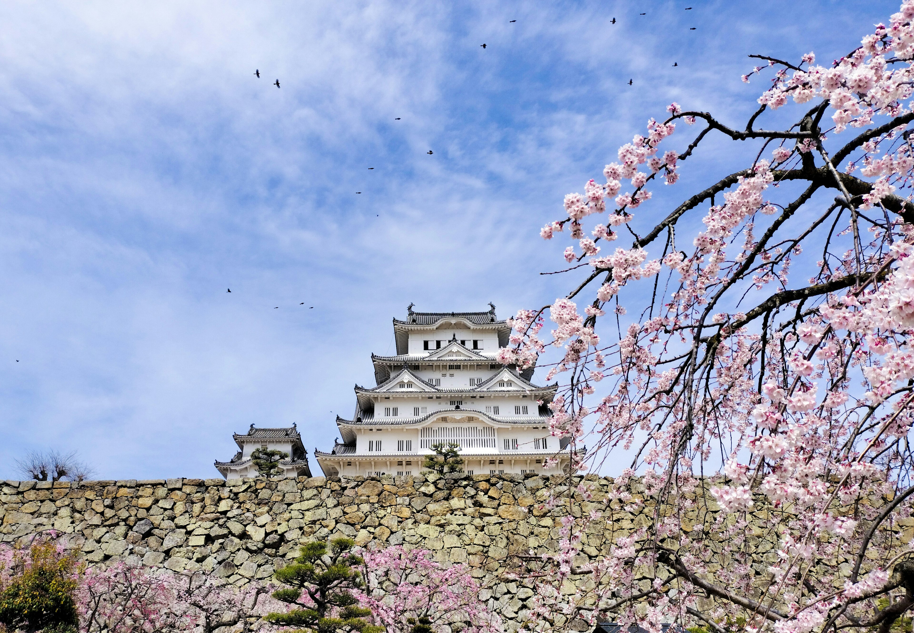 Hermosa vista del castillo de Himeji con cerezos en flor