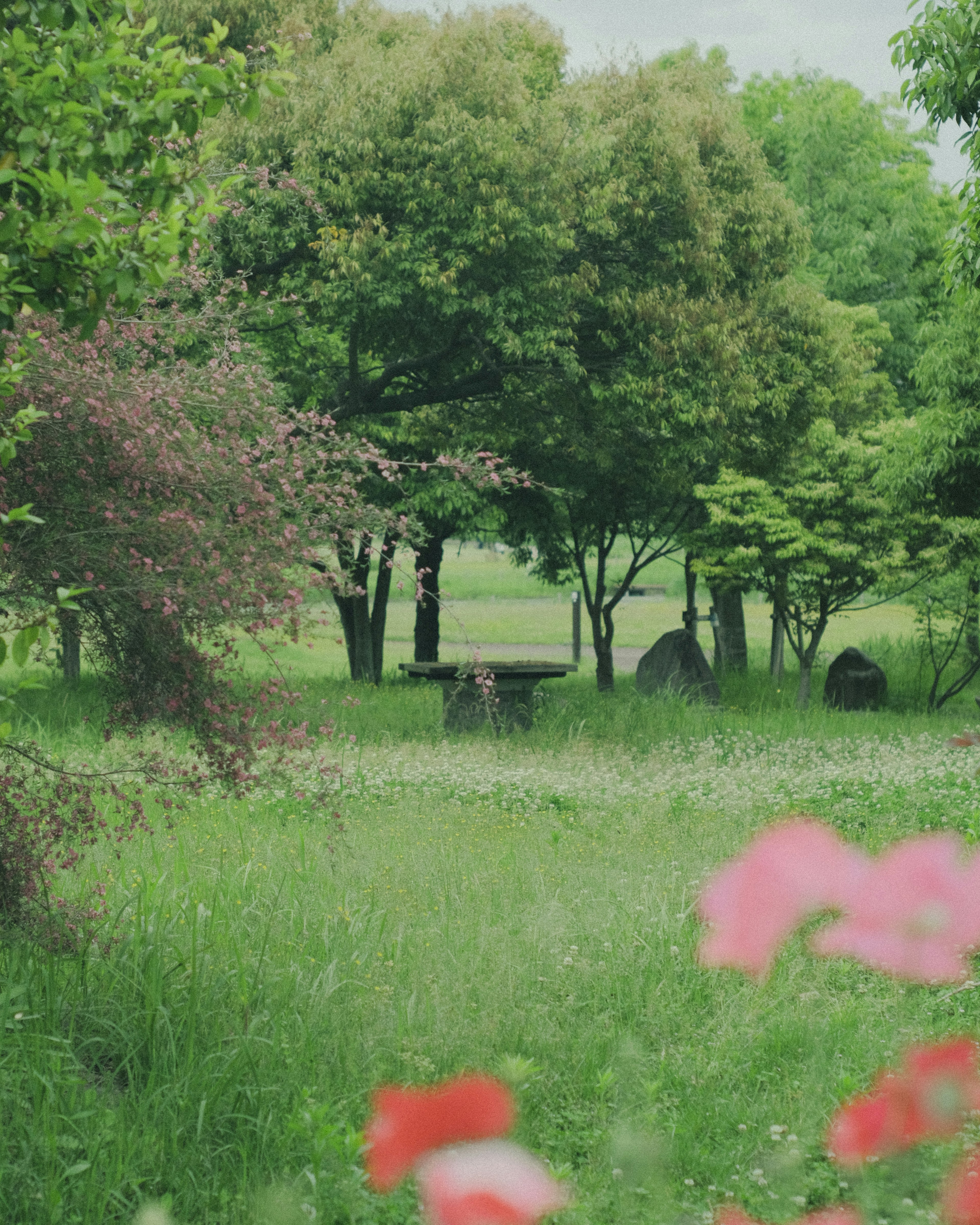 Paesaggio di un parco lussureggiante con fiori in fiore e una panchina tra gli alberi