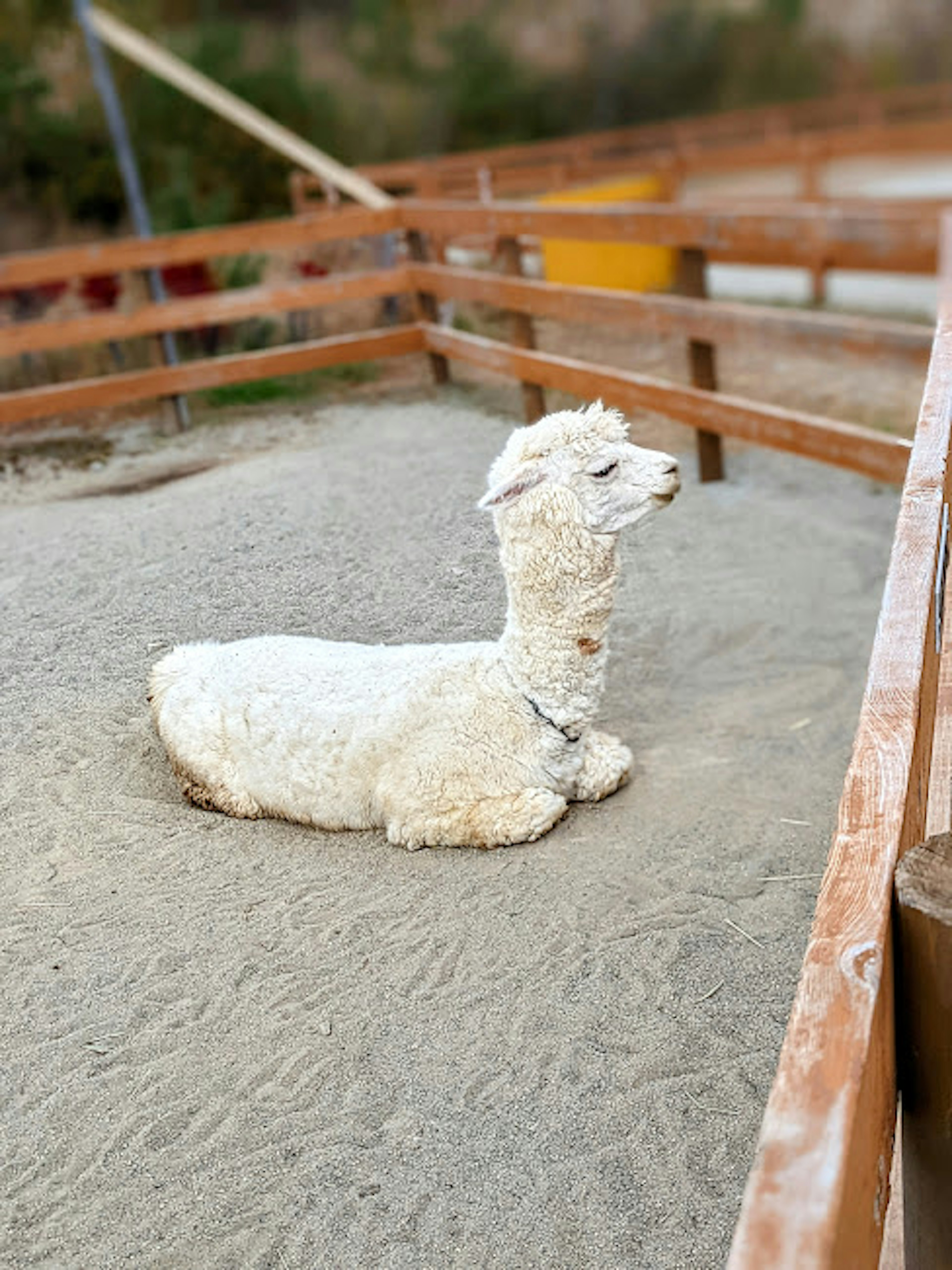 A white alpaca lying in a sandy enclosure