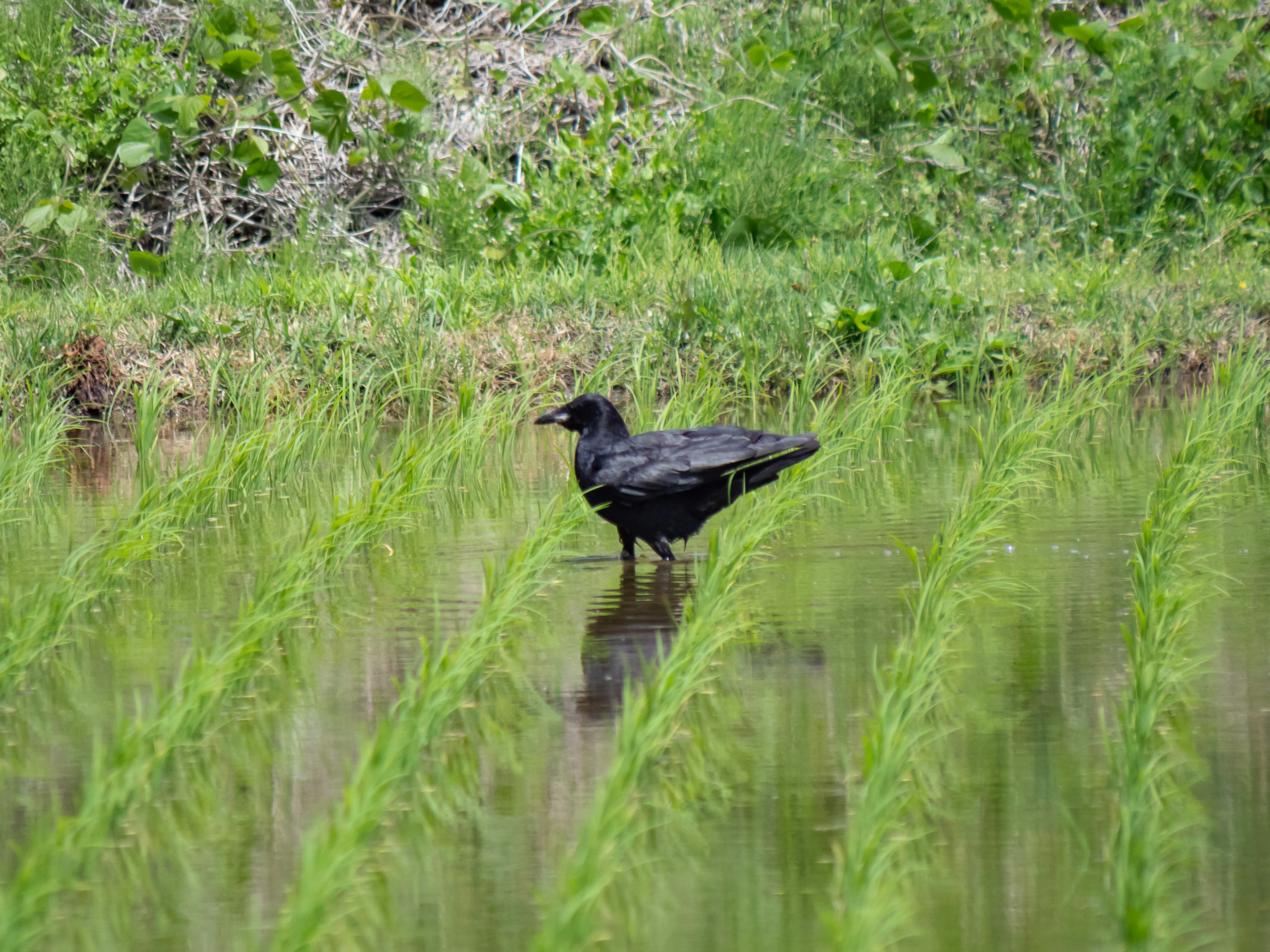 Un corvo nero in piedi in un campo di riso