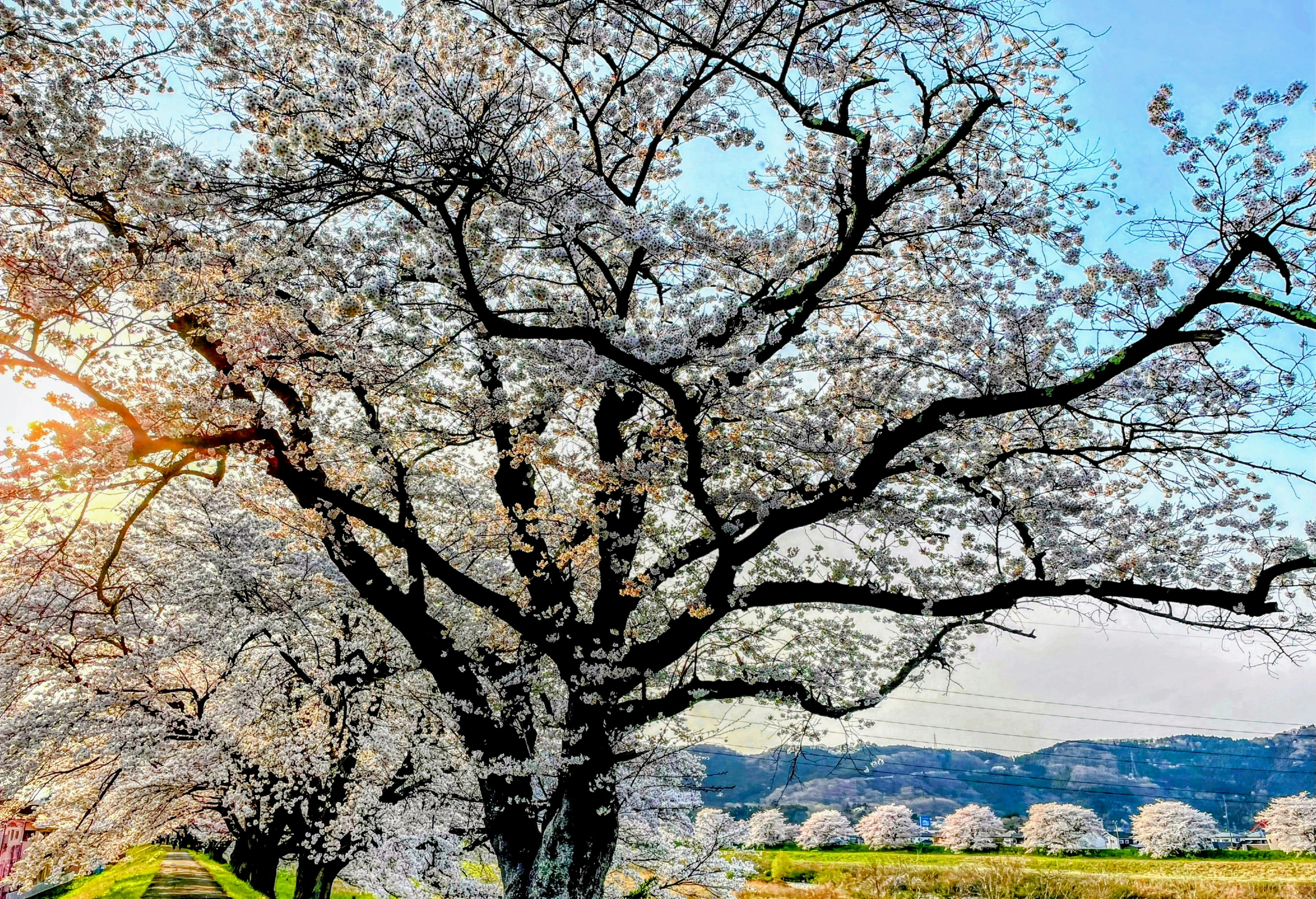 Bel arbre en fleurs de cerisier avec ciel bleu