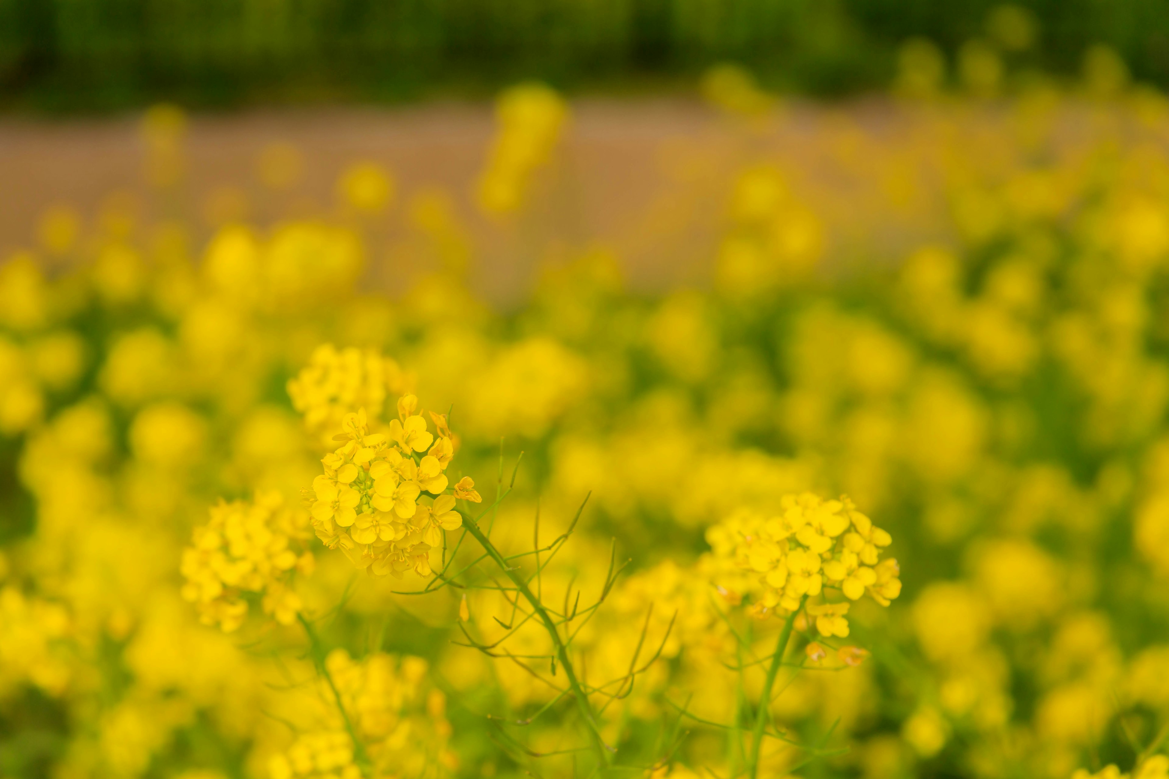 A field of yellow flowers with a blurred background effect