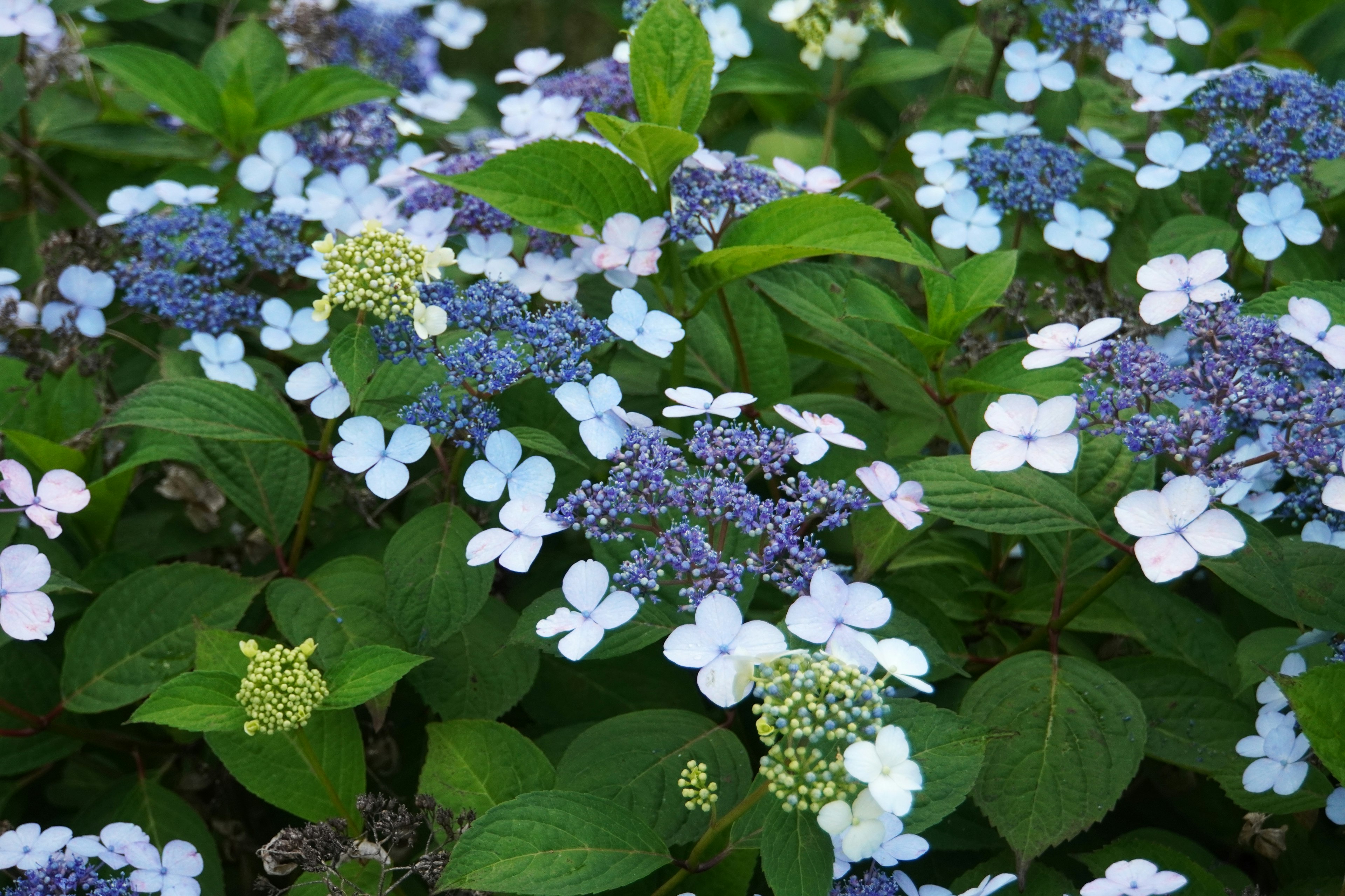 Primo piano di una pianta con fiori blu e bianchi