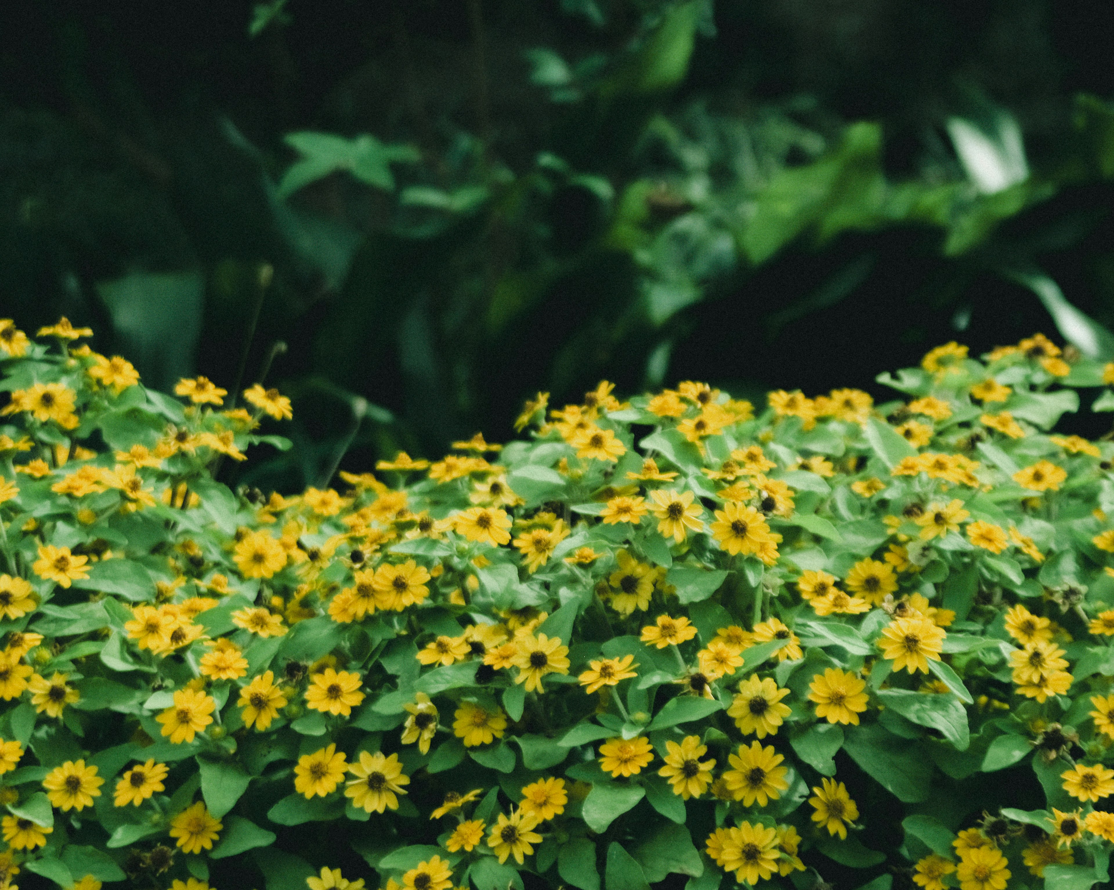 Ein Cluster aus gelben Blumen umgeben von grünen Blättern