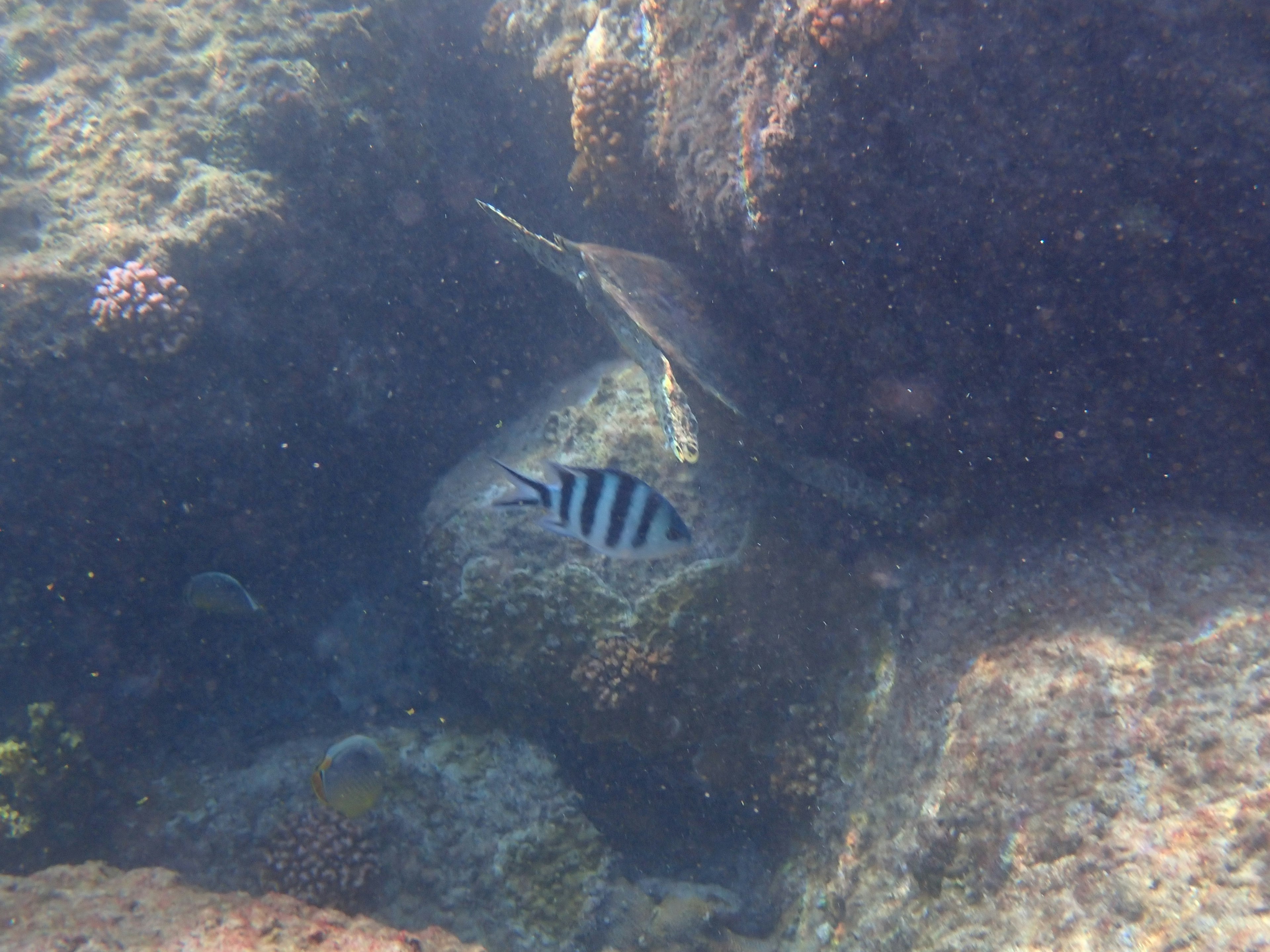 水中の岩の間に隠れているストライプの魚と周囲の海藻