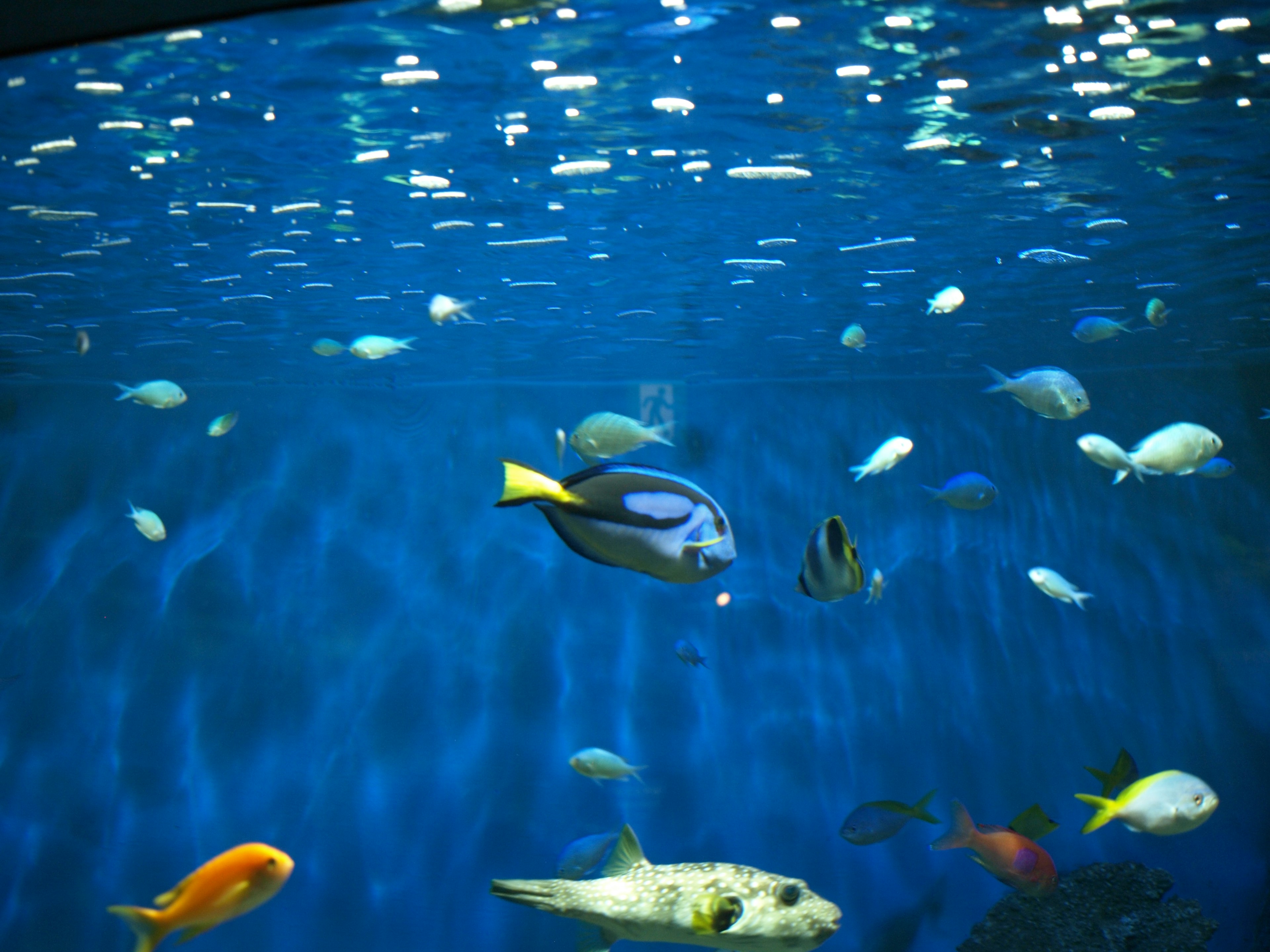 Colorful fish swimming in blue water