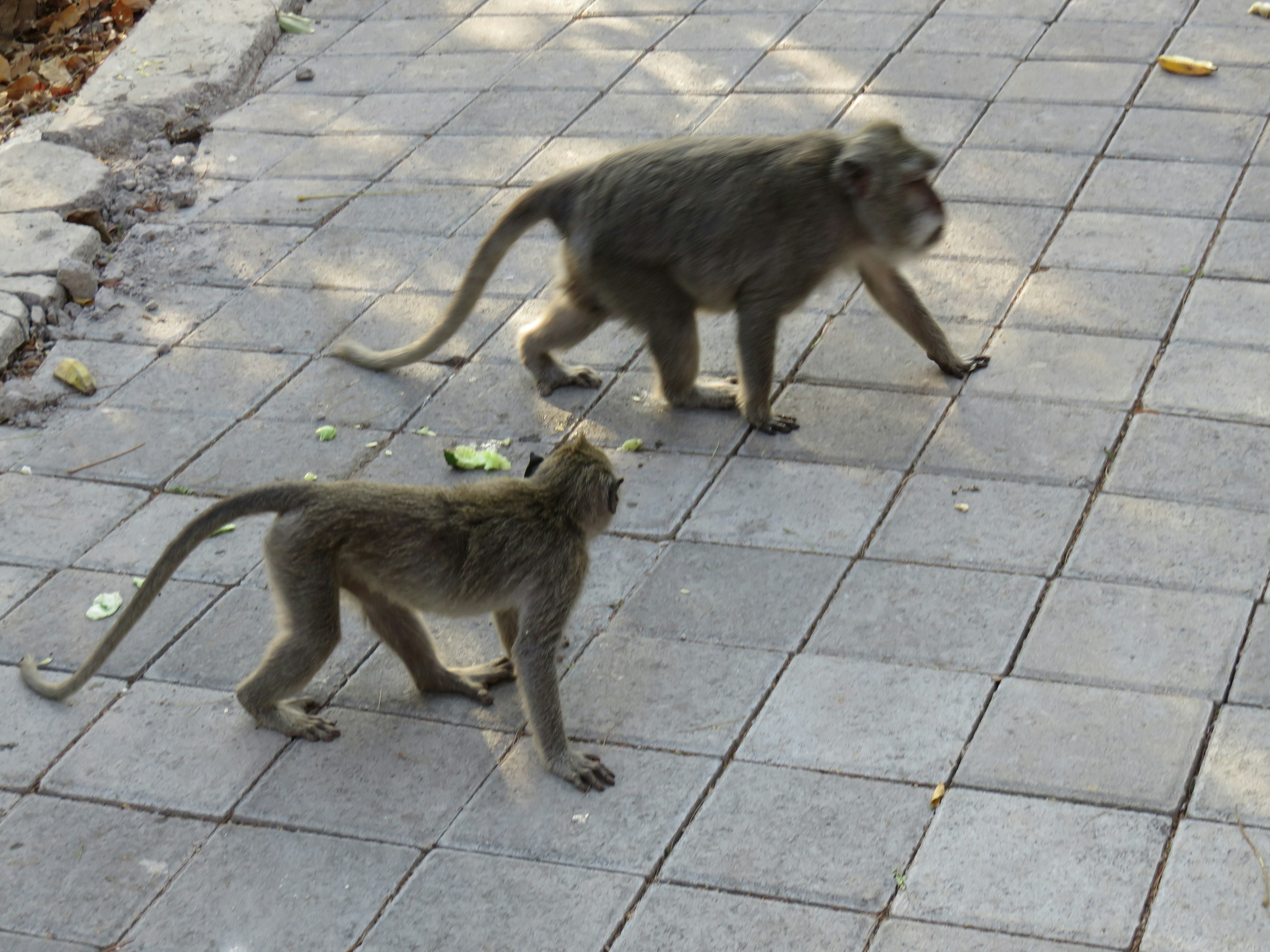 Dos monos caminando por un camino pavimentado