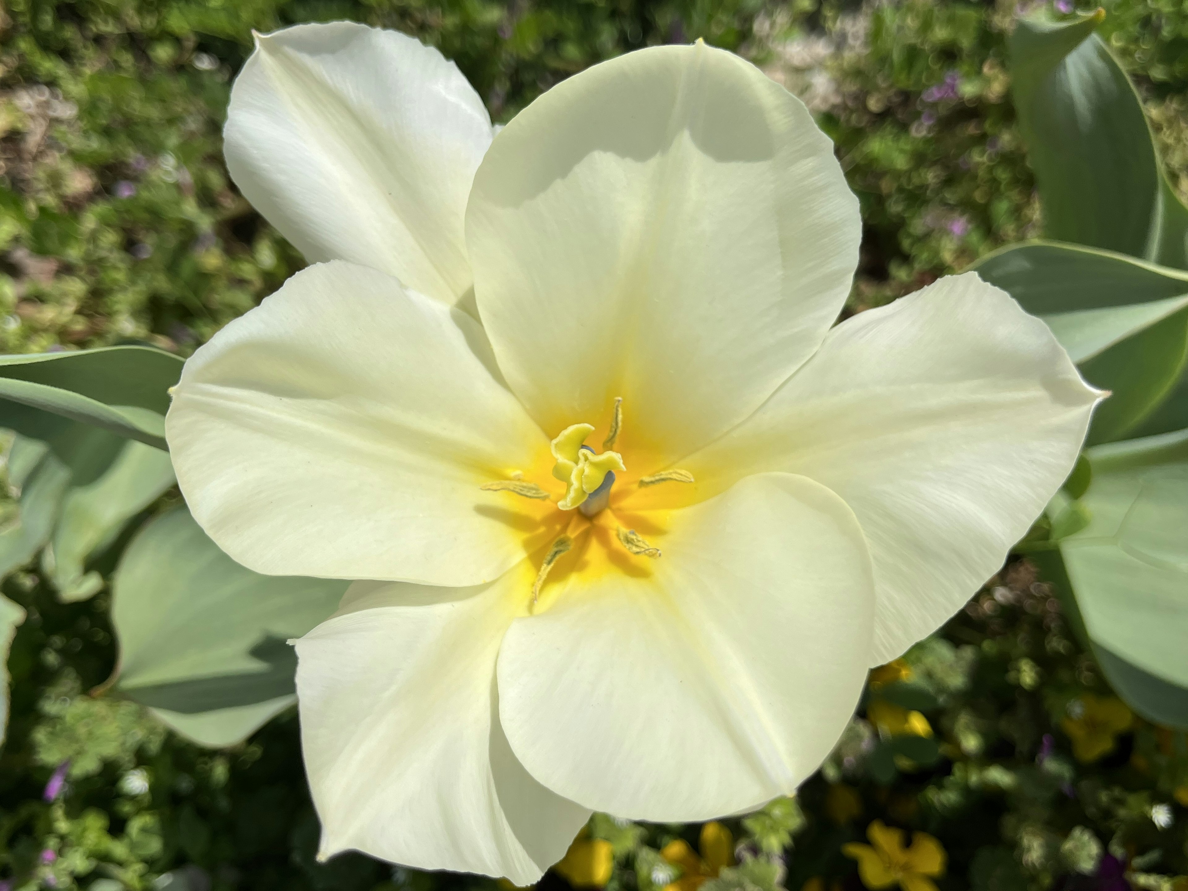 Close-up of a white tulip flower with a yellow center