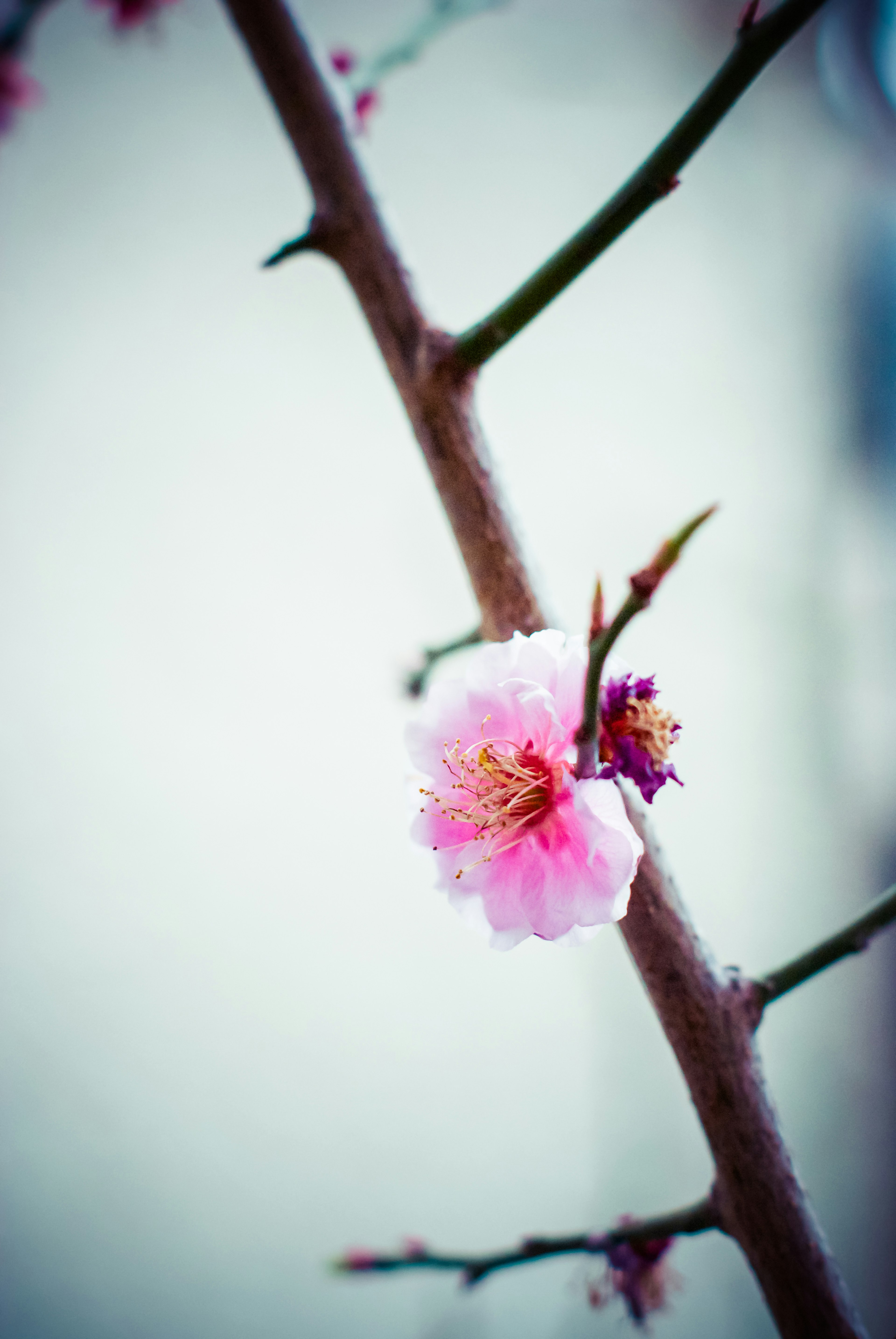 Kedekatan bunga sakura di cabang