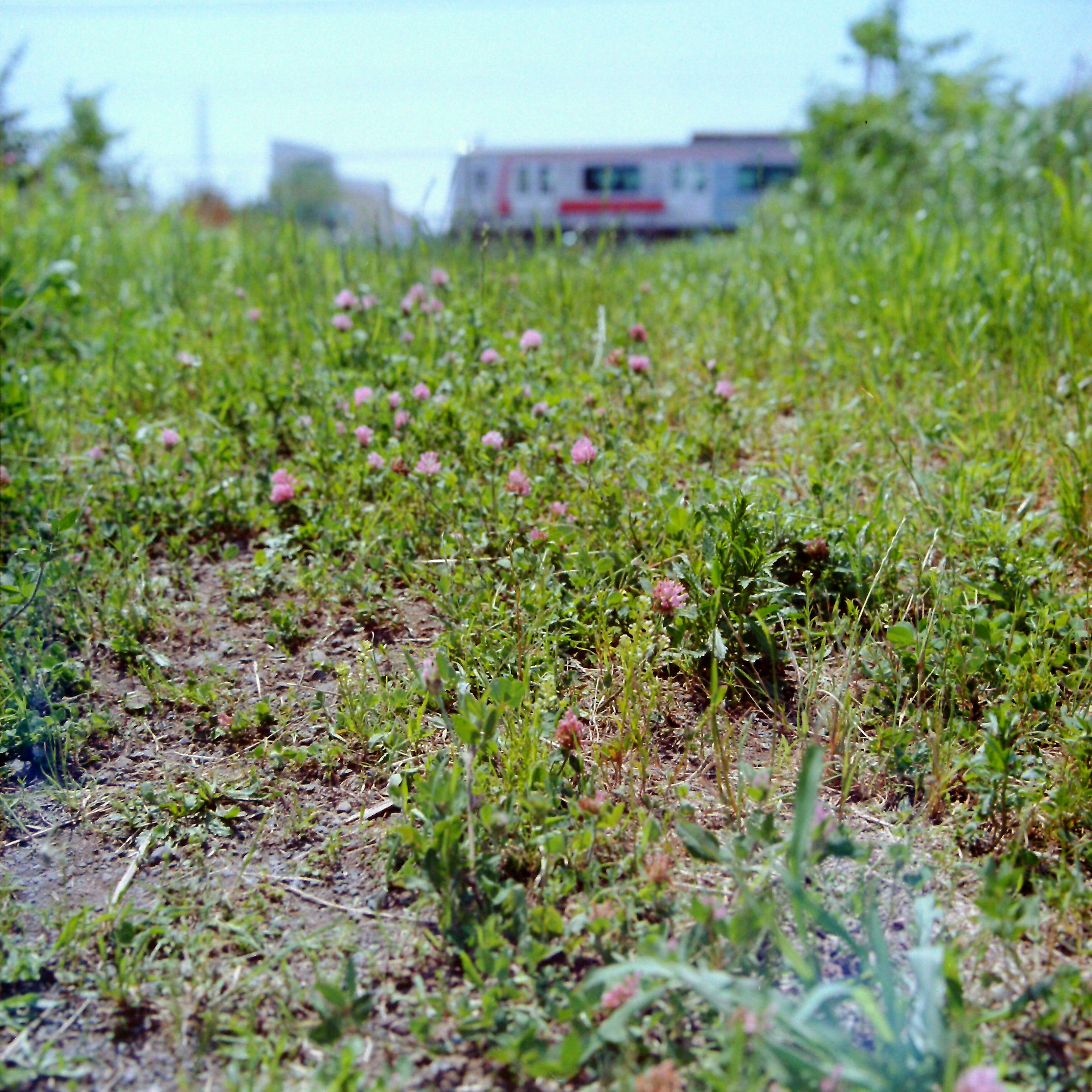 Feld mit blühenden Blumen und einem Gebäude im Hintergrund