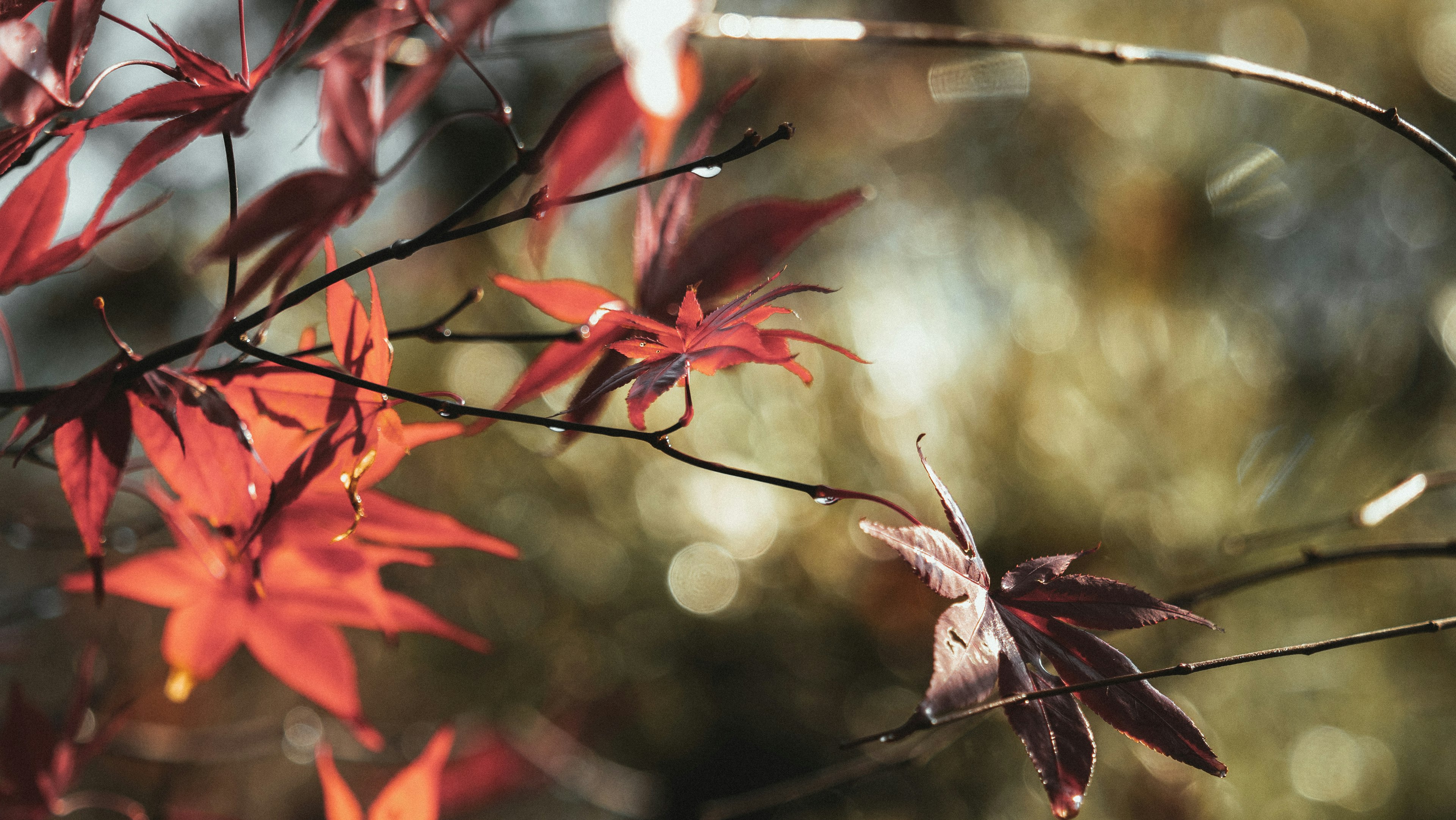 Vibrant red maple leaves on branches with a blurred green background