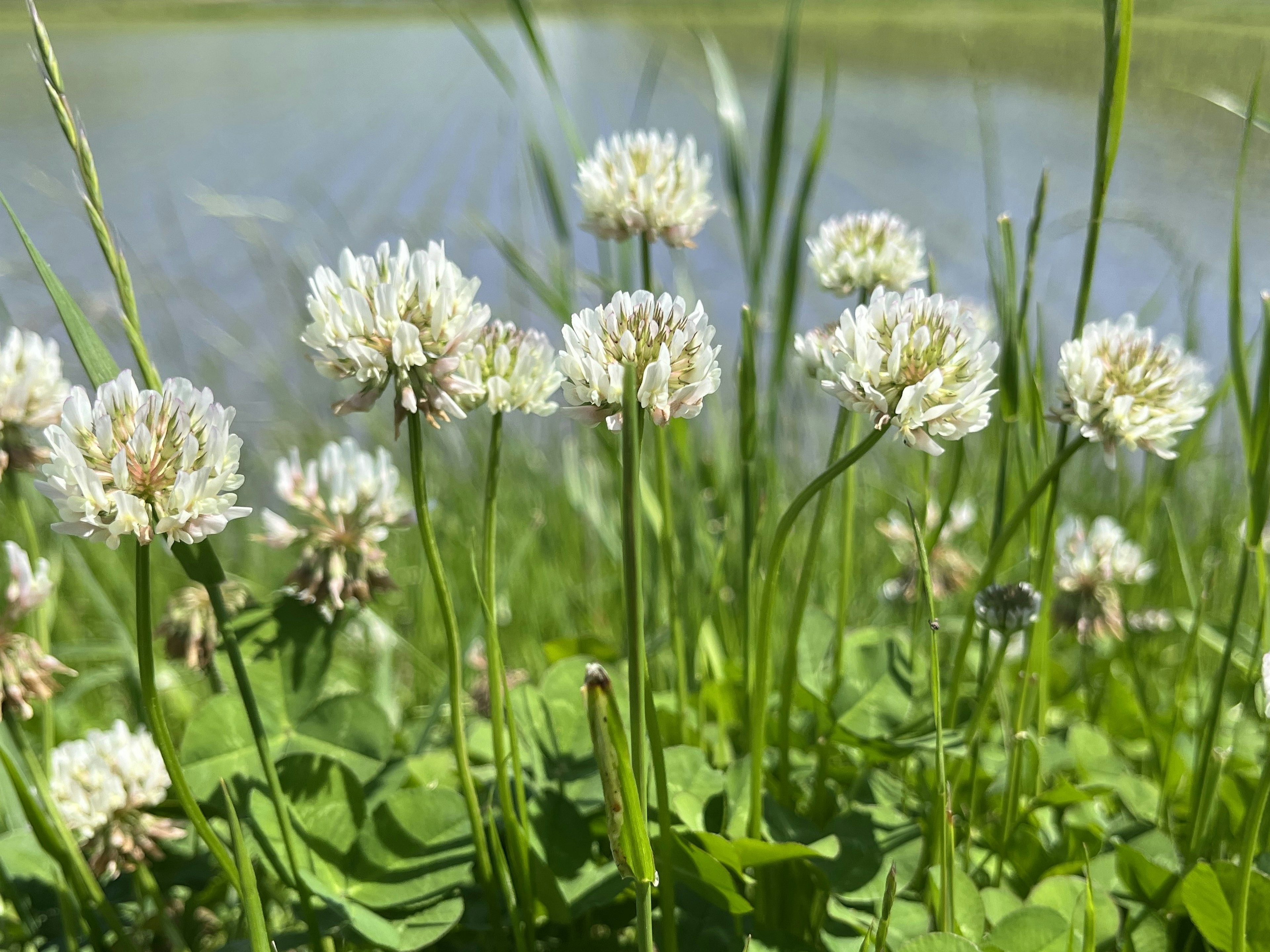 Campo de flores de trébol blanco cerca de un lago tranquilo