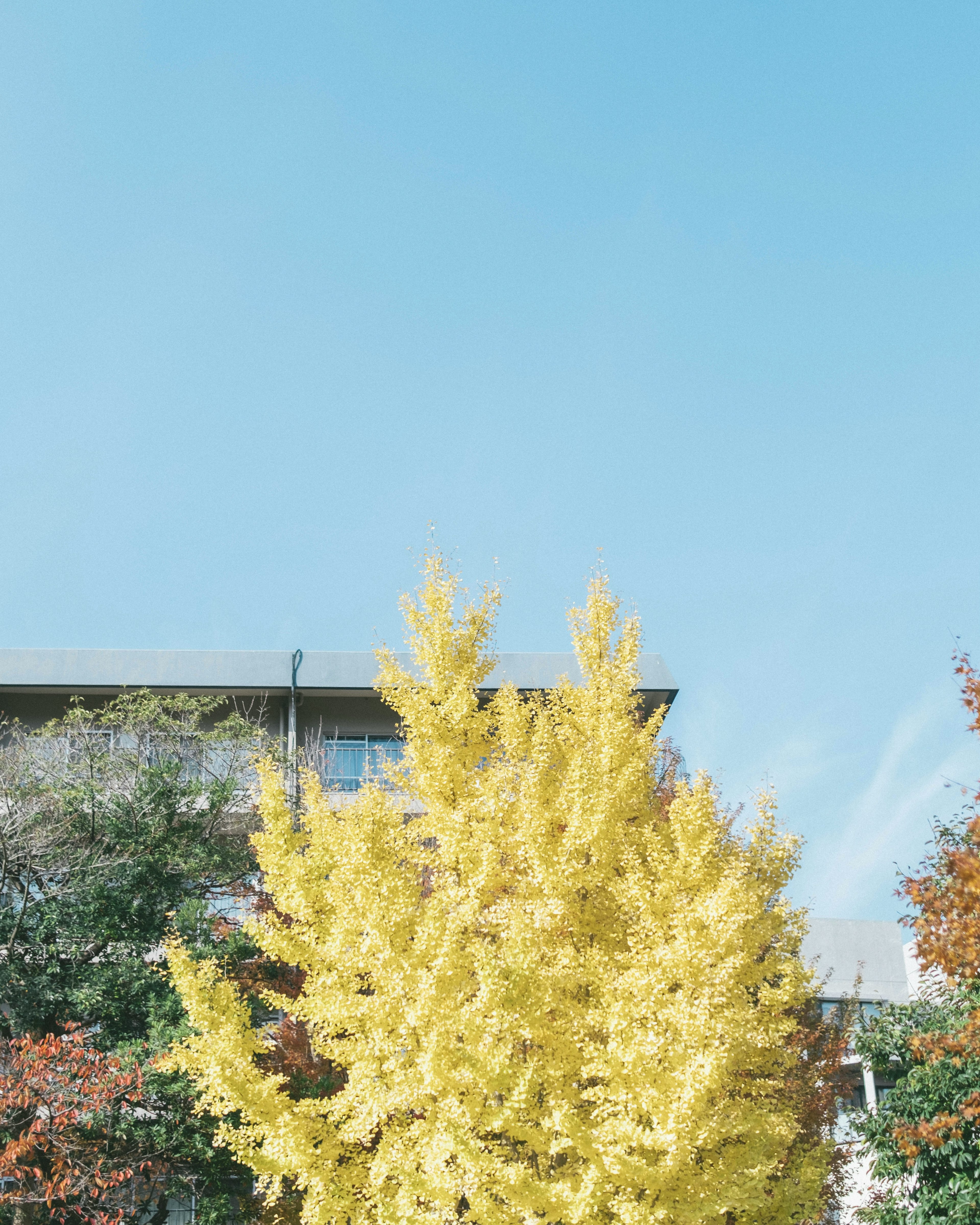 Arbre de ginkgo jaune vif sous un ciel bleu clair