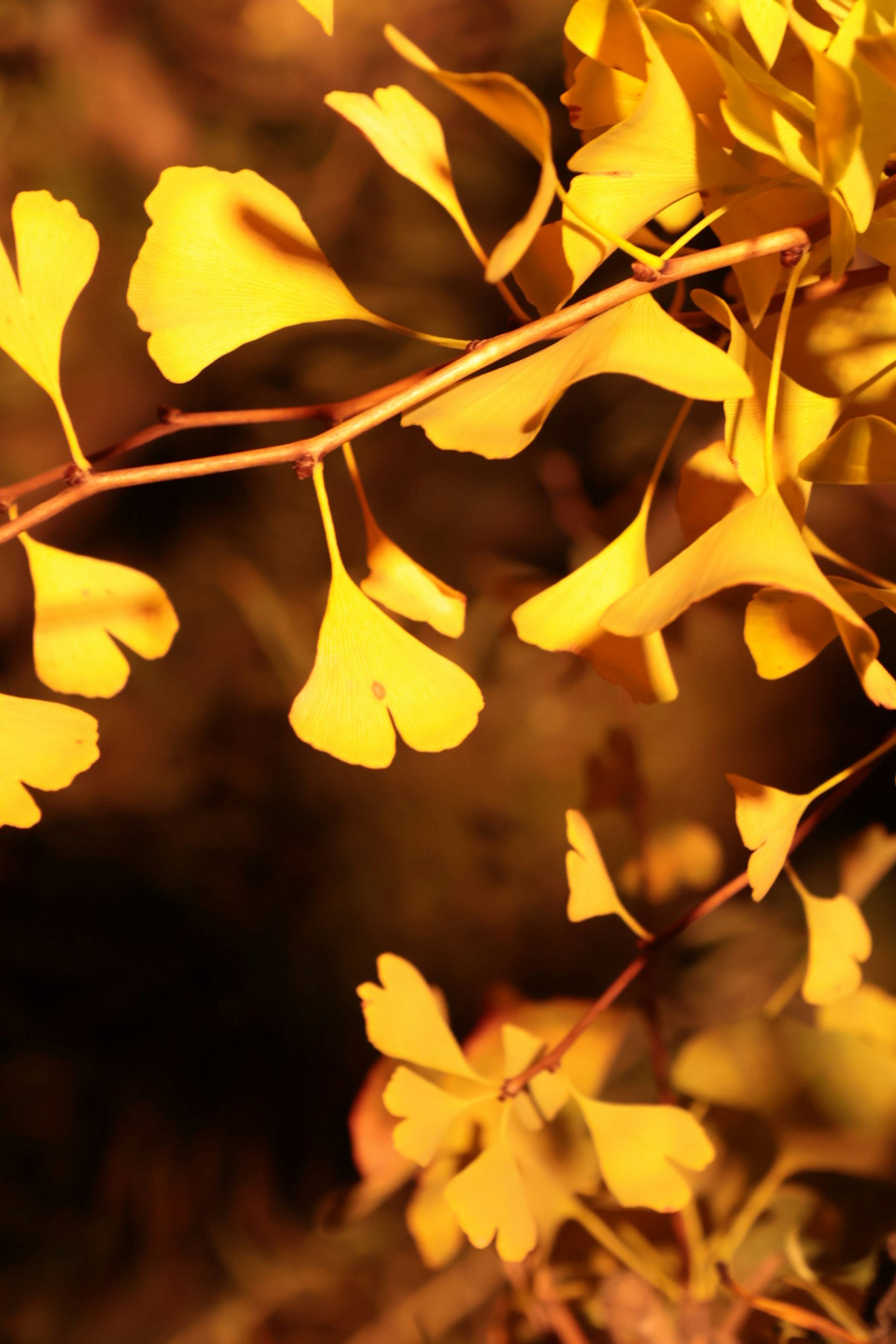 Yellow ginkgo leaves attached to a branch