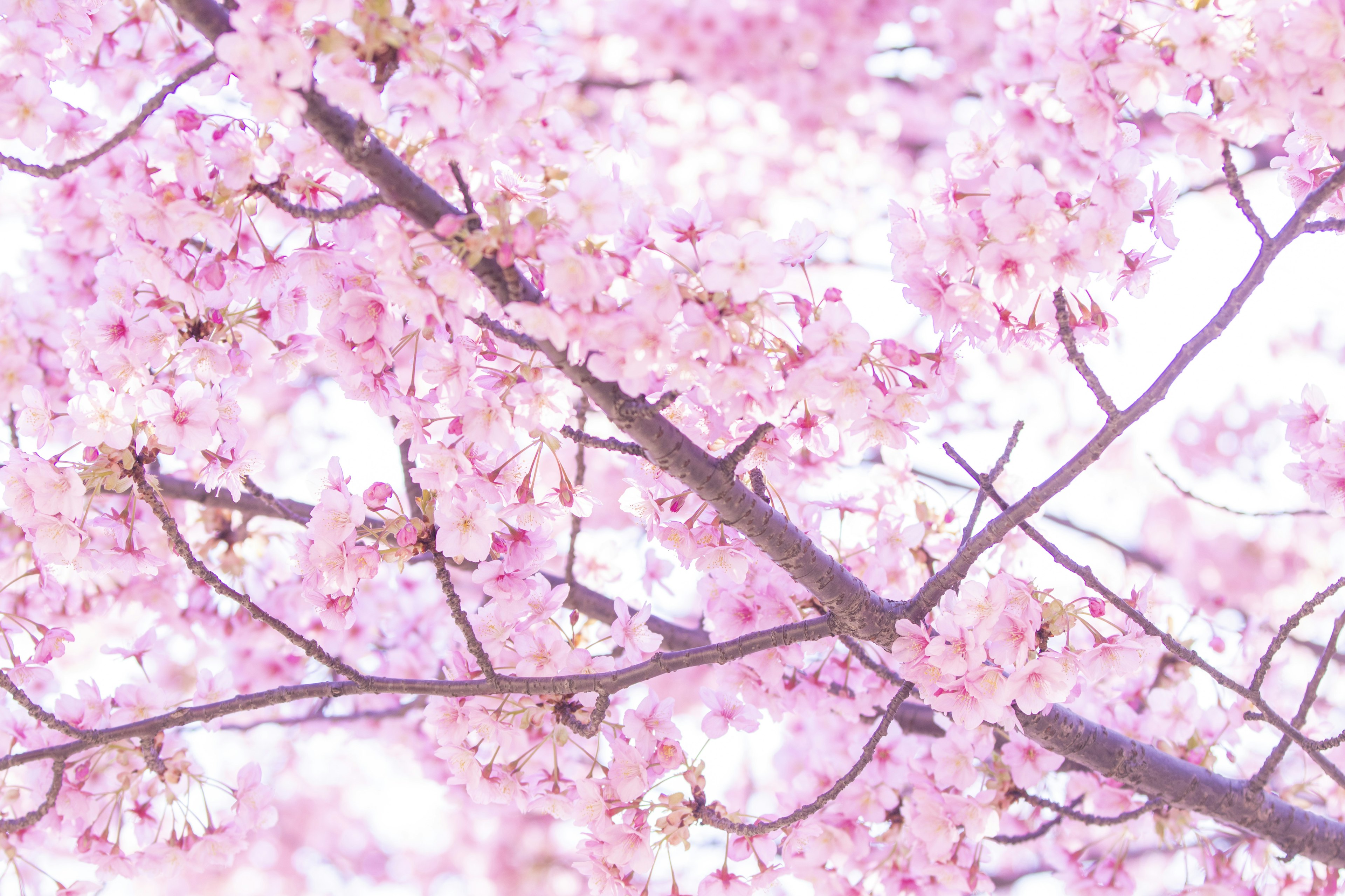 Nahaufnahme von Kirschbaumzweigen mit lebhaften rosa Blüten