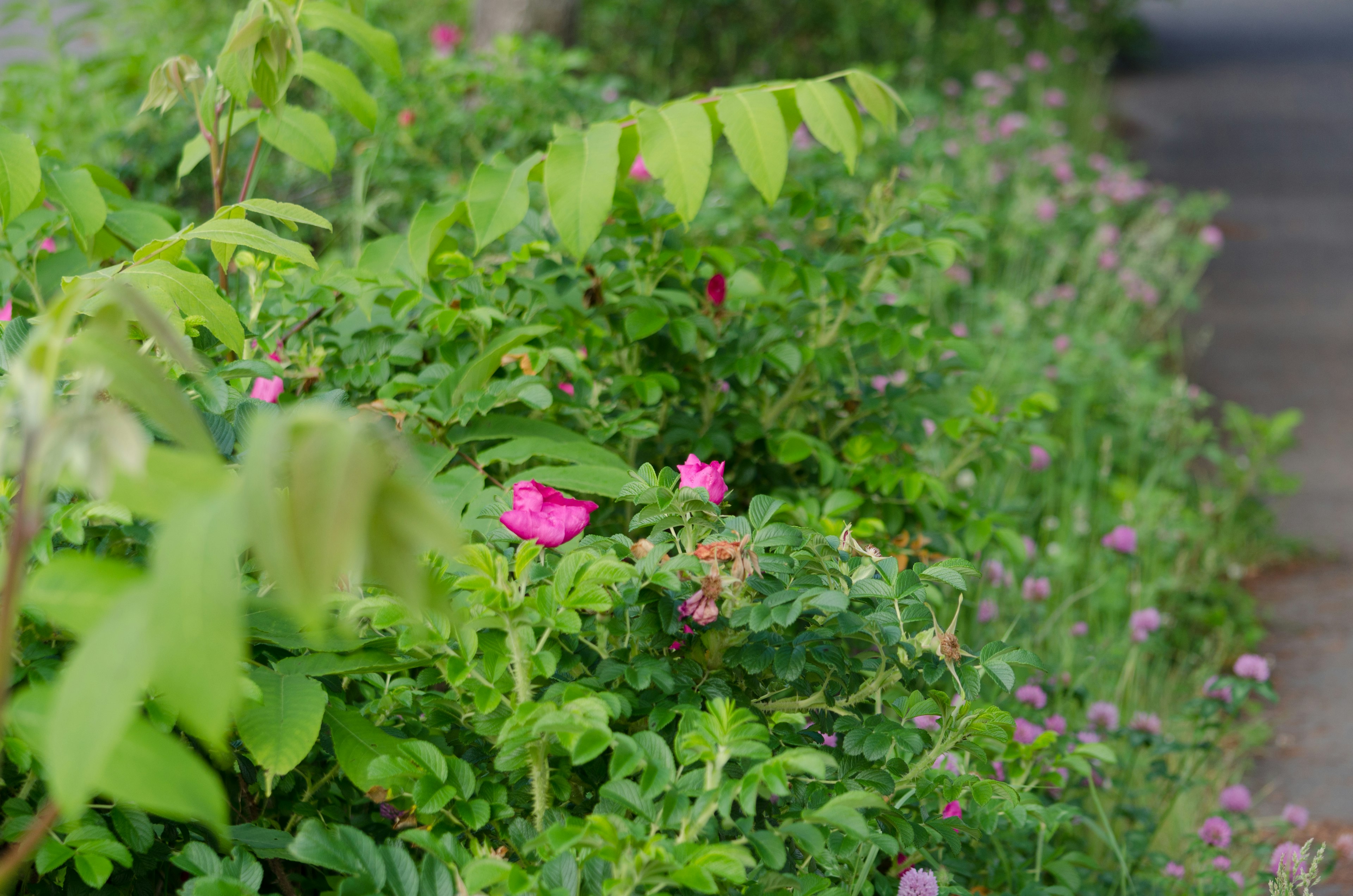 緑豊かな植物とピンクの花が咲いている庭の風景