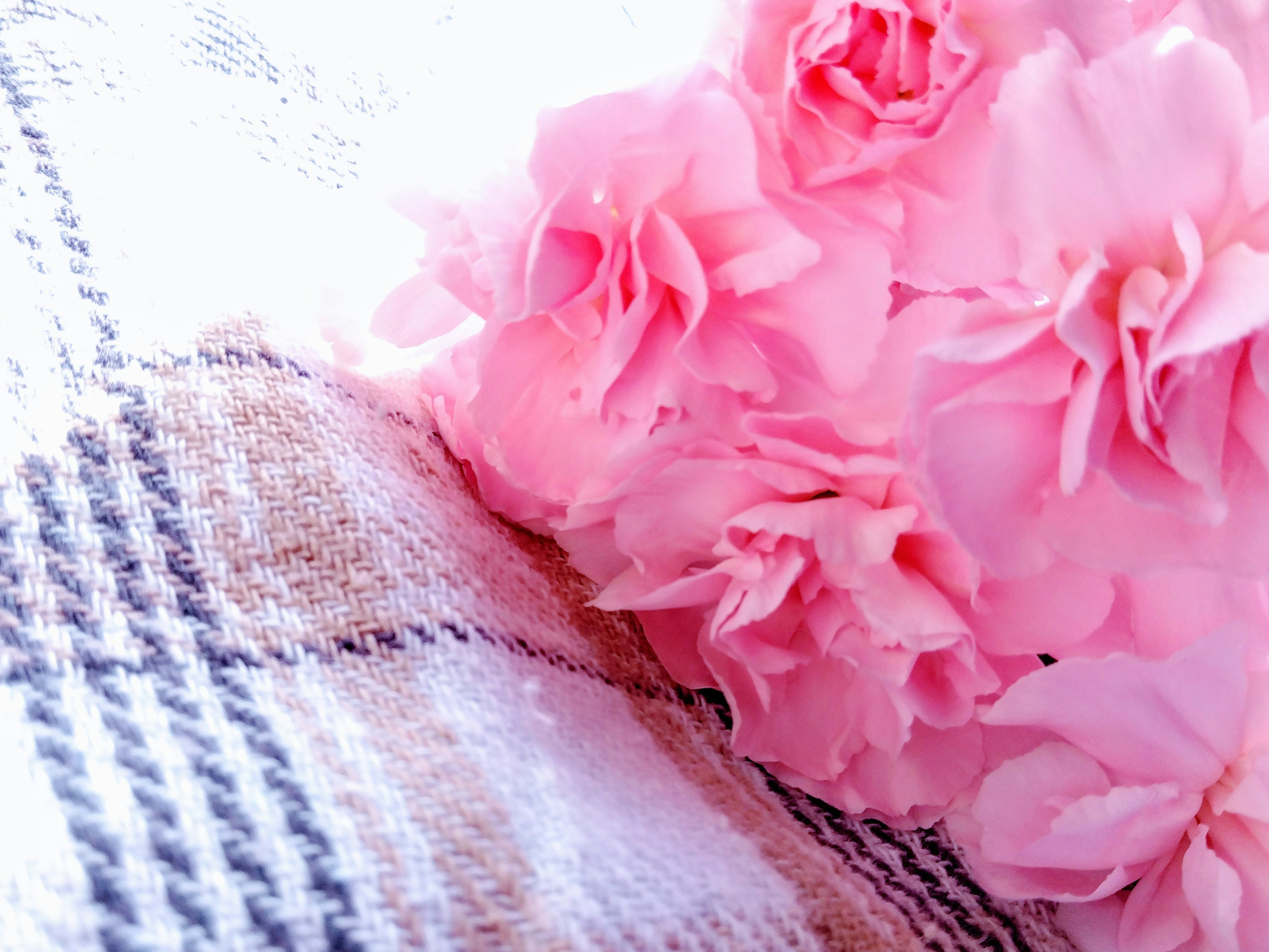 Fleurs roses sur un tissu à carreaux