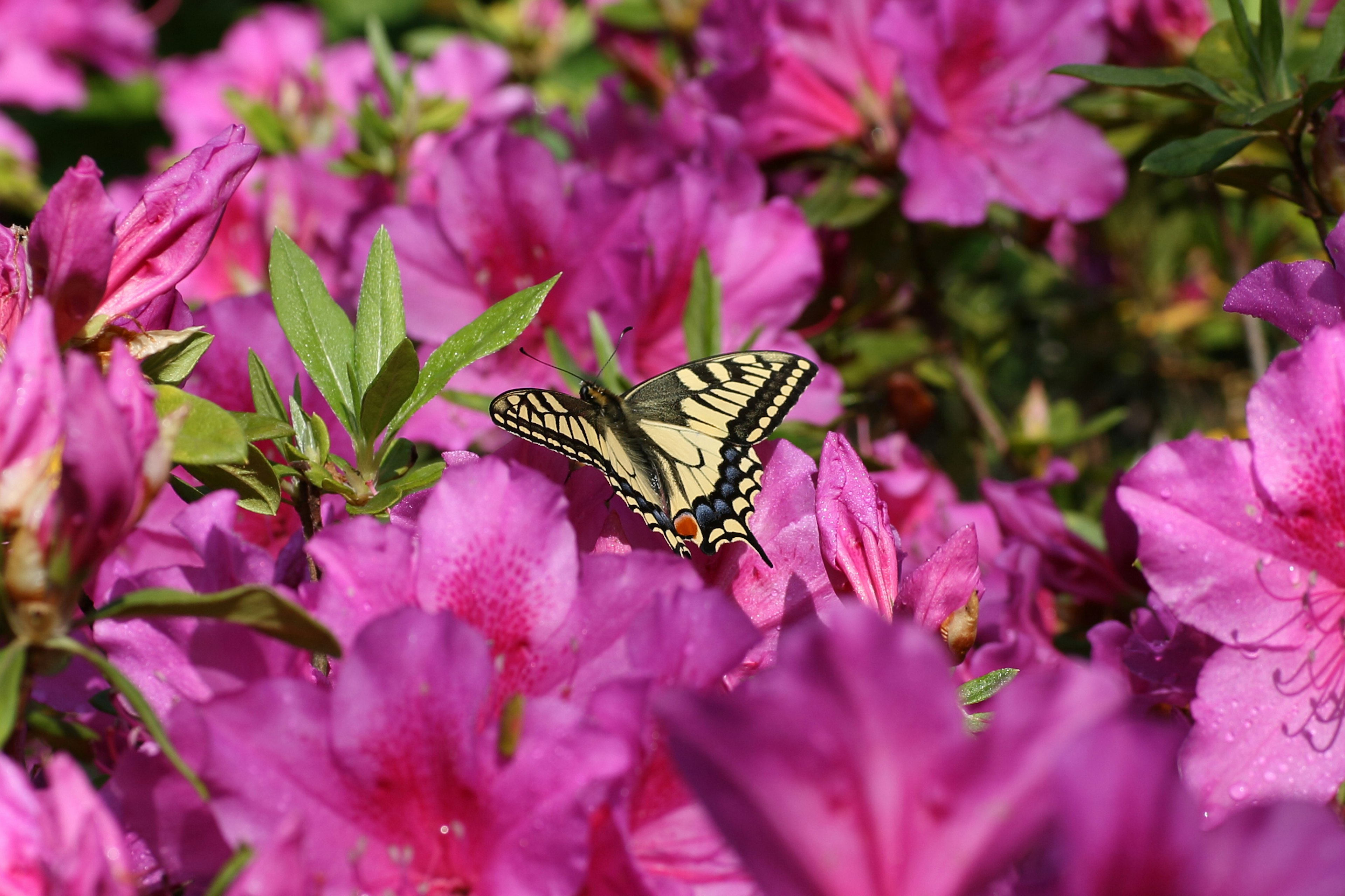 Ein gelb-schwarzer Schmetterling zwischen lebhaften rosa Blumen