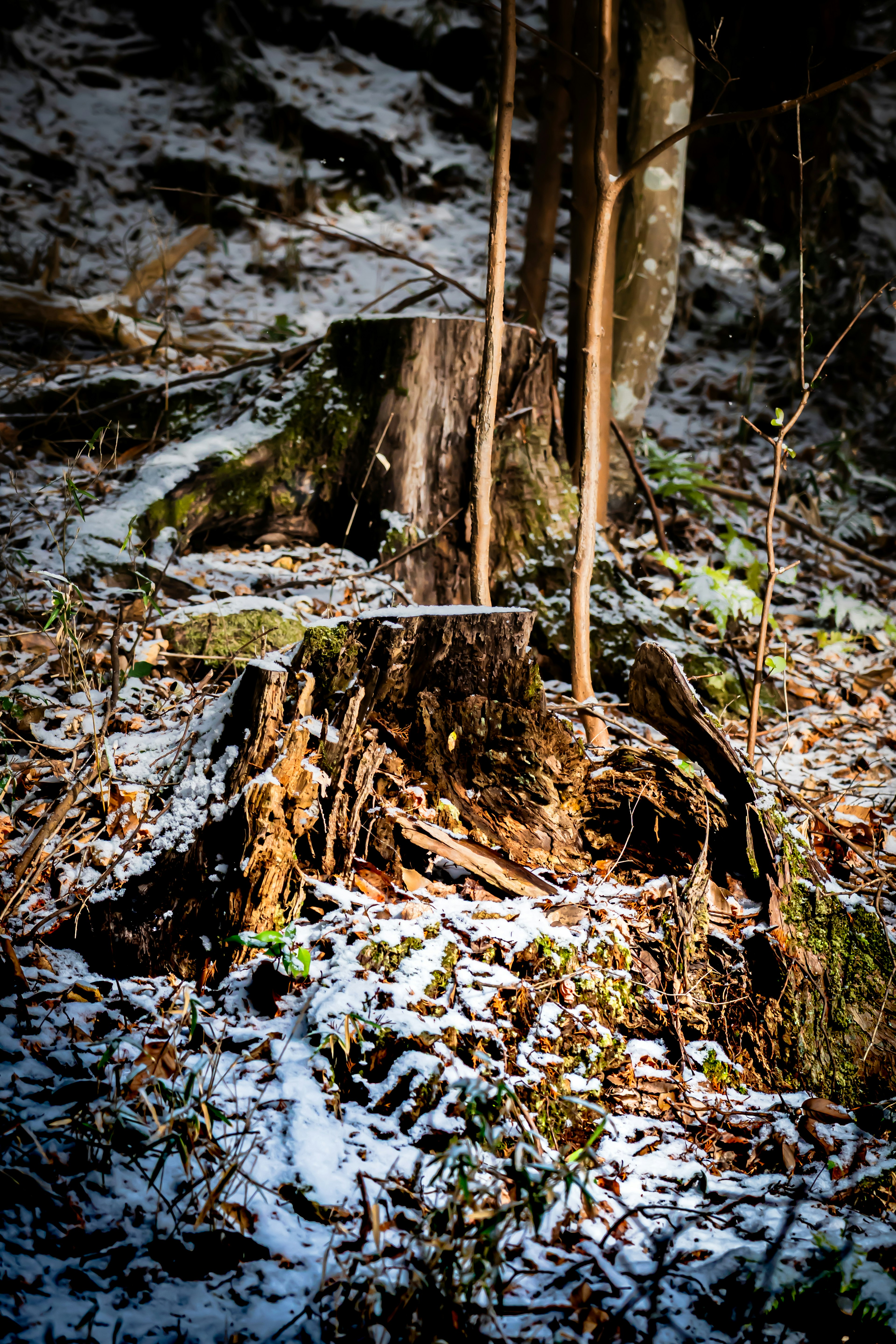 Baumstumpf mit Schnee umgeben von Waldboden