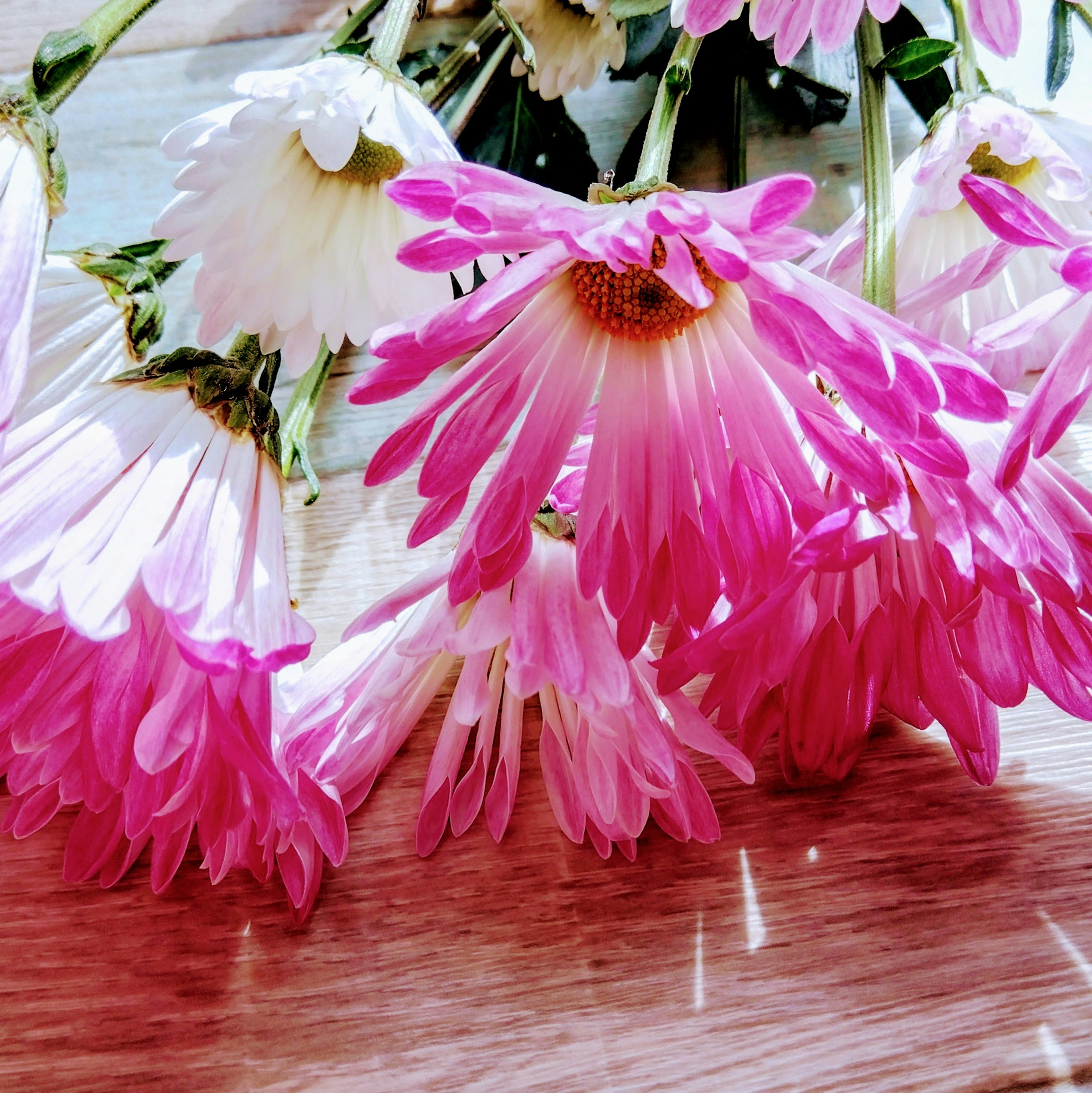 Flores de crisantemo rosas y blancas organizadas con belleza