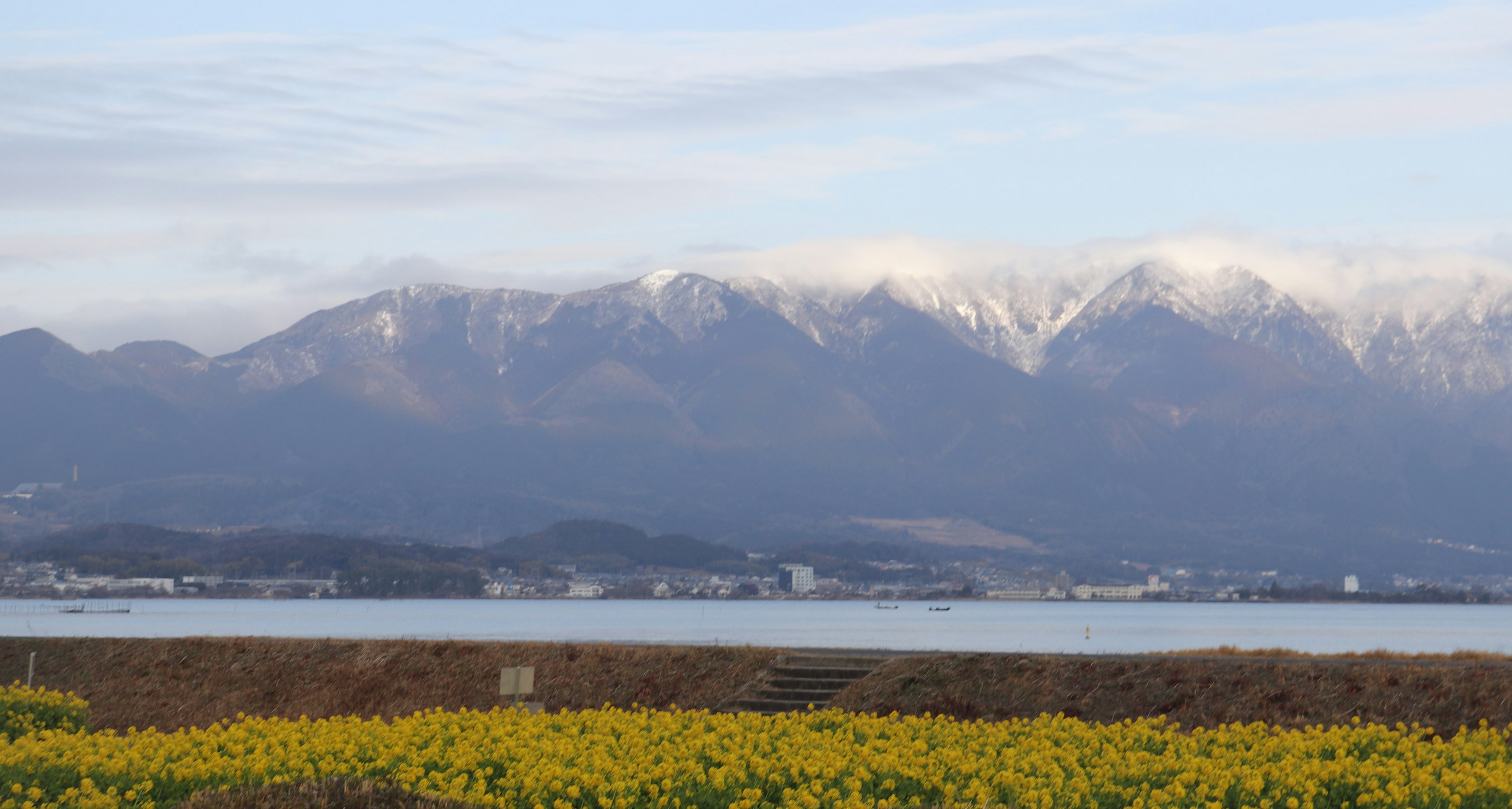 雪をかぶった山々と黄色い花畑の風景