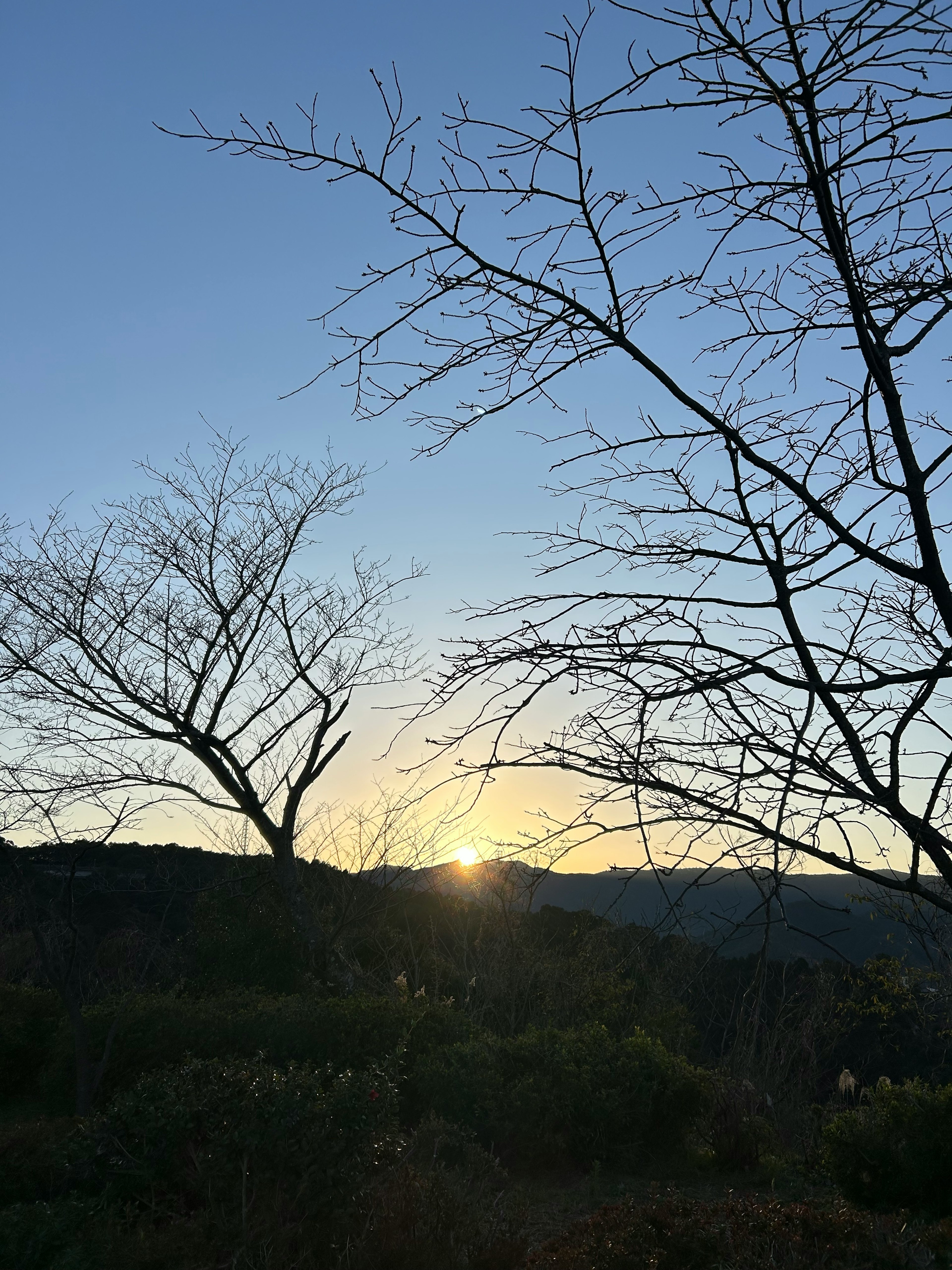 Silhouette von kahlen Bäumen gegen einen Sonnenuntergangshimmel