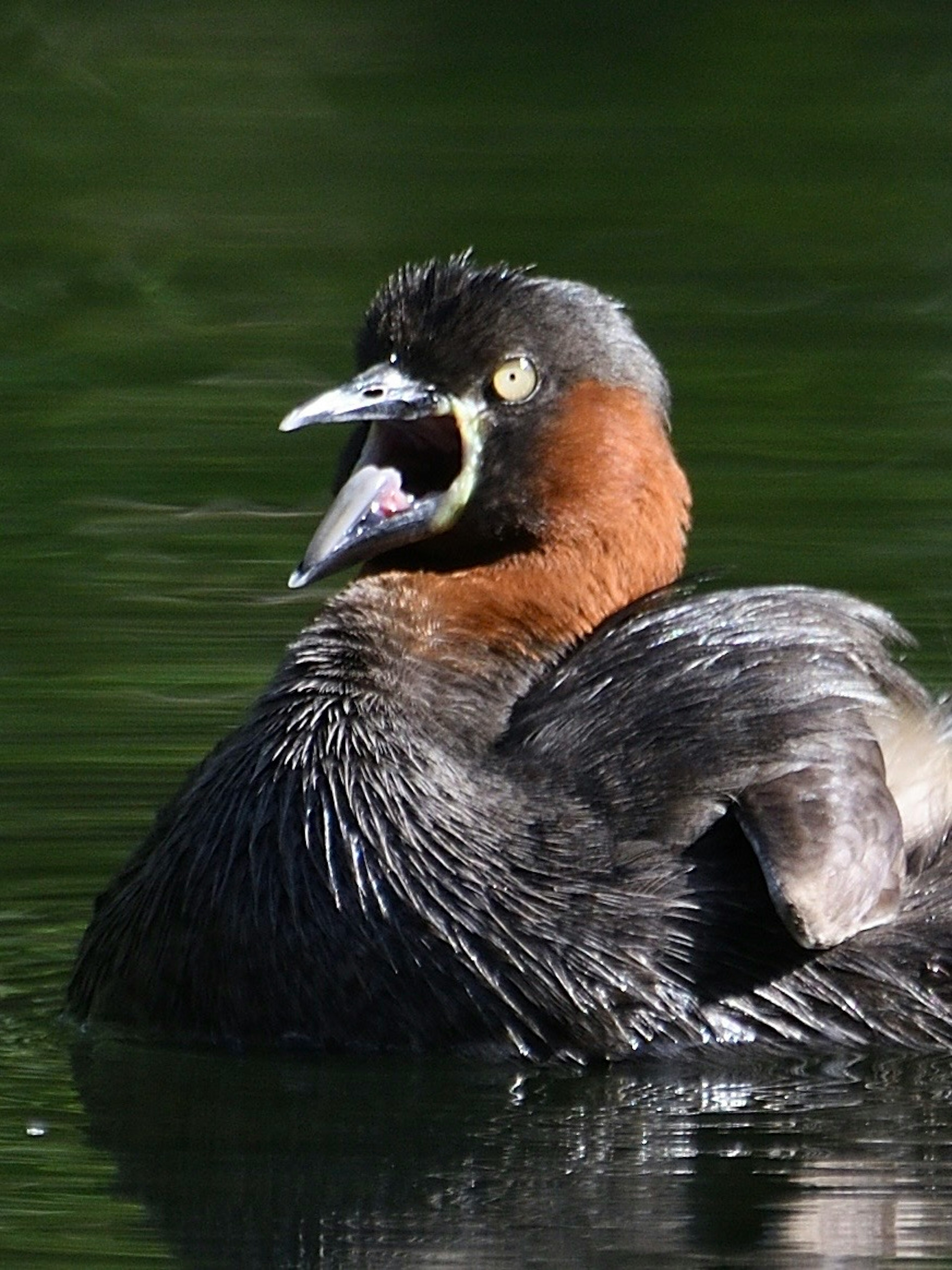 Ein Taucher, der auf dem Wasser schwimmt, mit einem lebhaften braunen Kopf und einem dunklen Körper, der seine Flügel ausbreitet