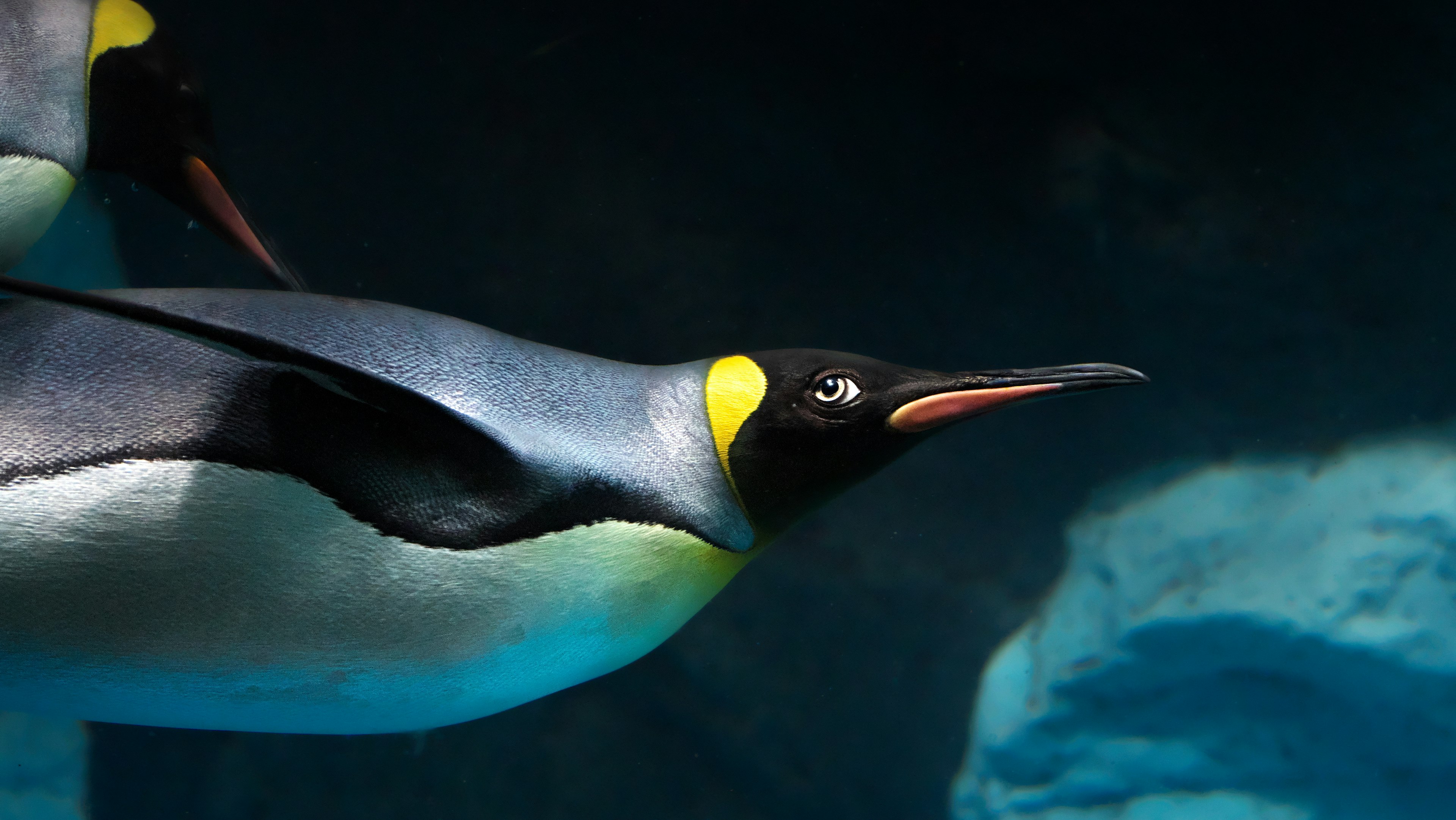 Emperor penguin swimming underwater