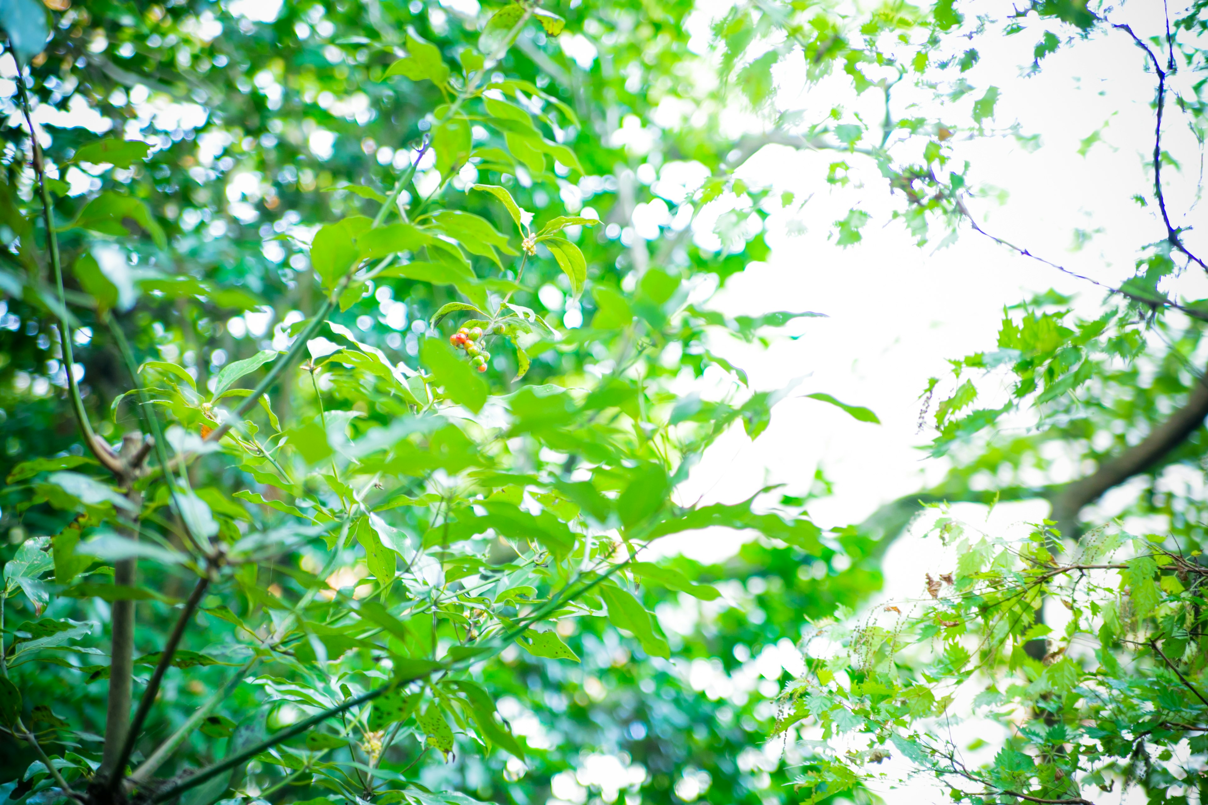 Feuilles vertes luxuriantes avec la lumière du soleil filtrant à travers les arbres