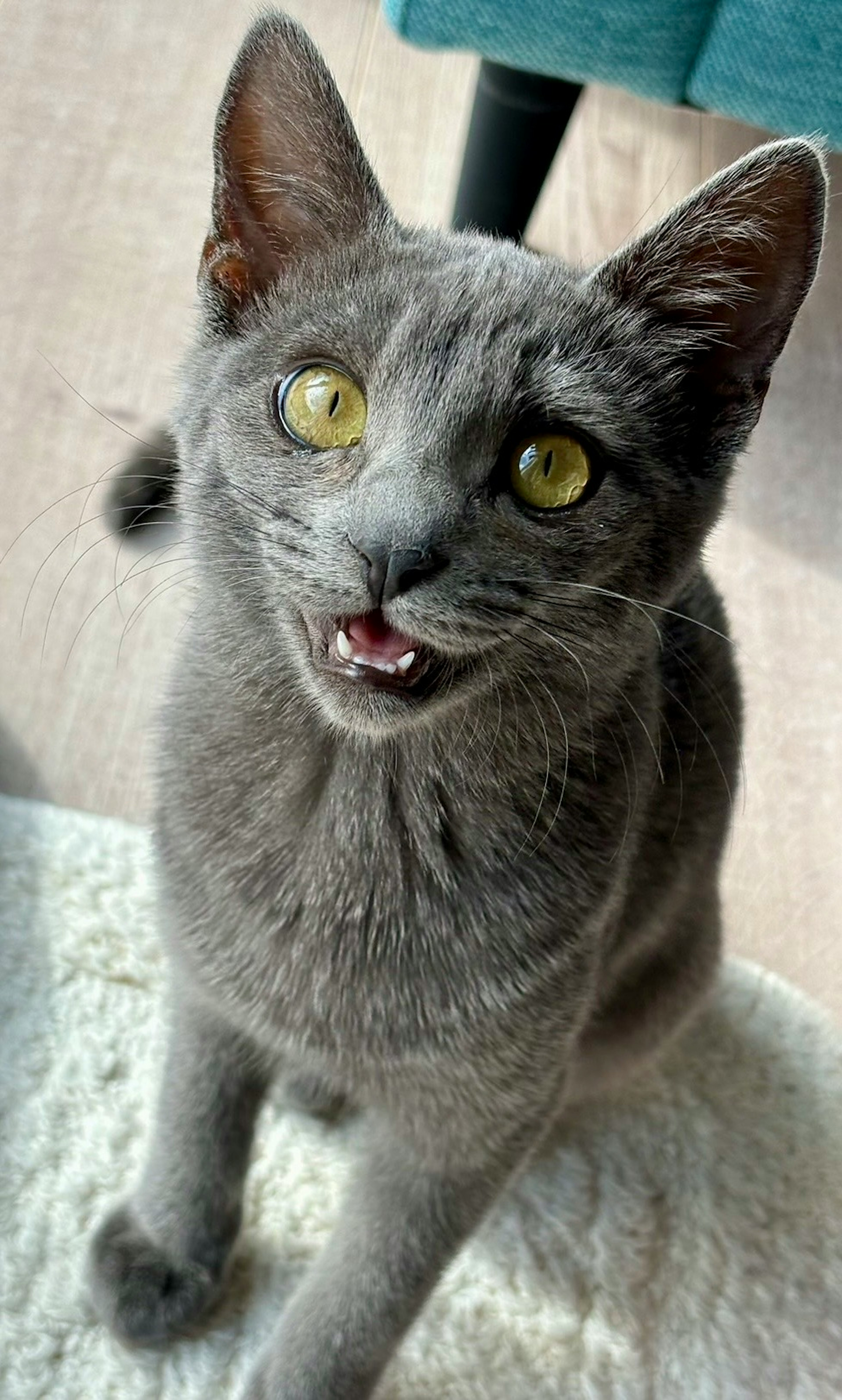 Gray cat looking up with a playful expression