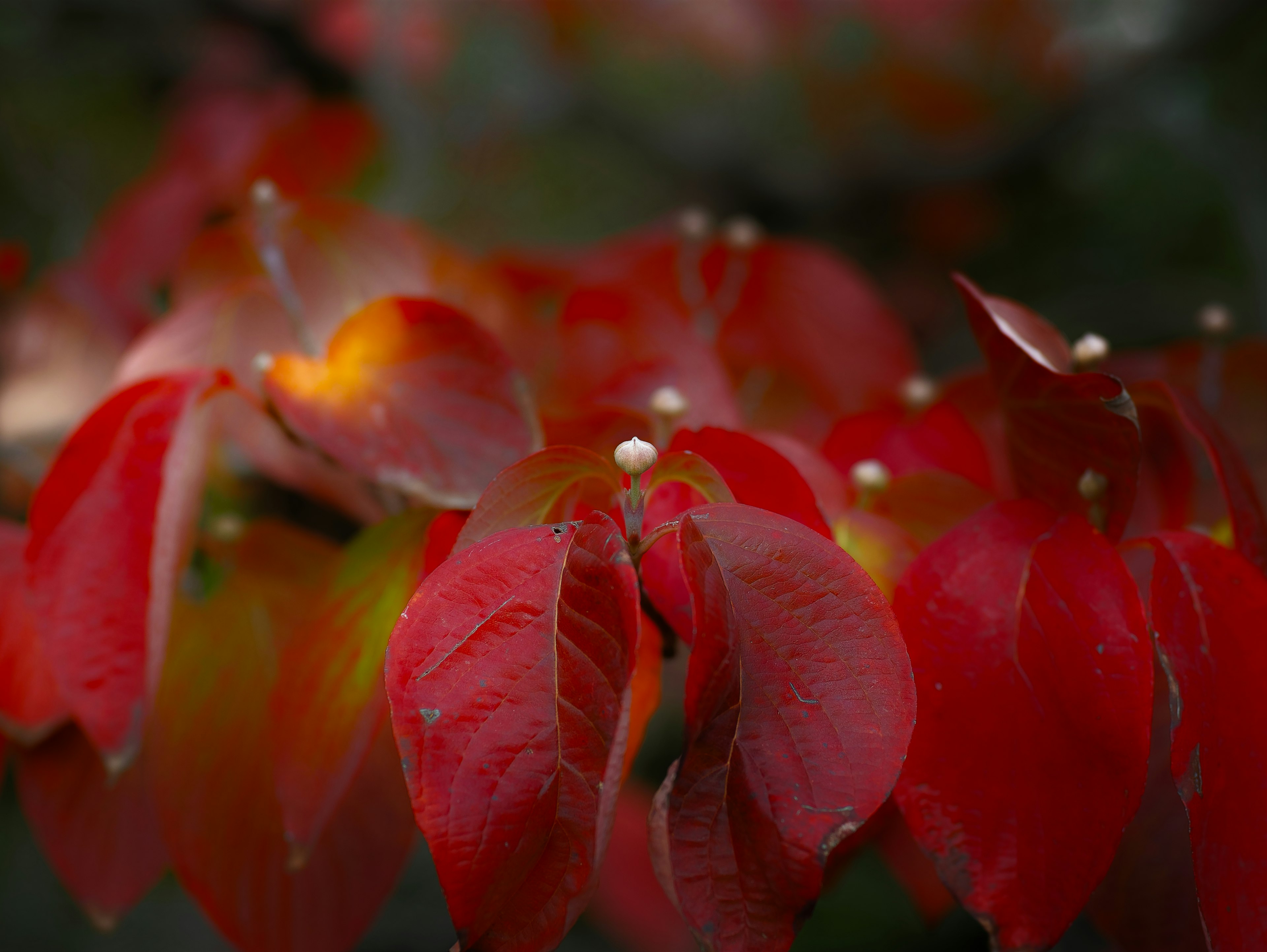 Vibrant red leaves clustered together in an autumn scene