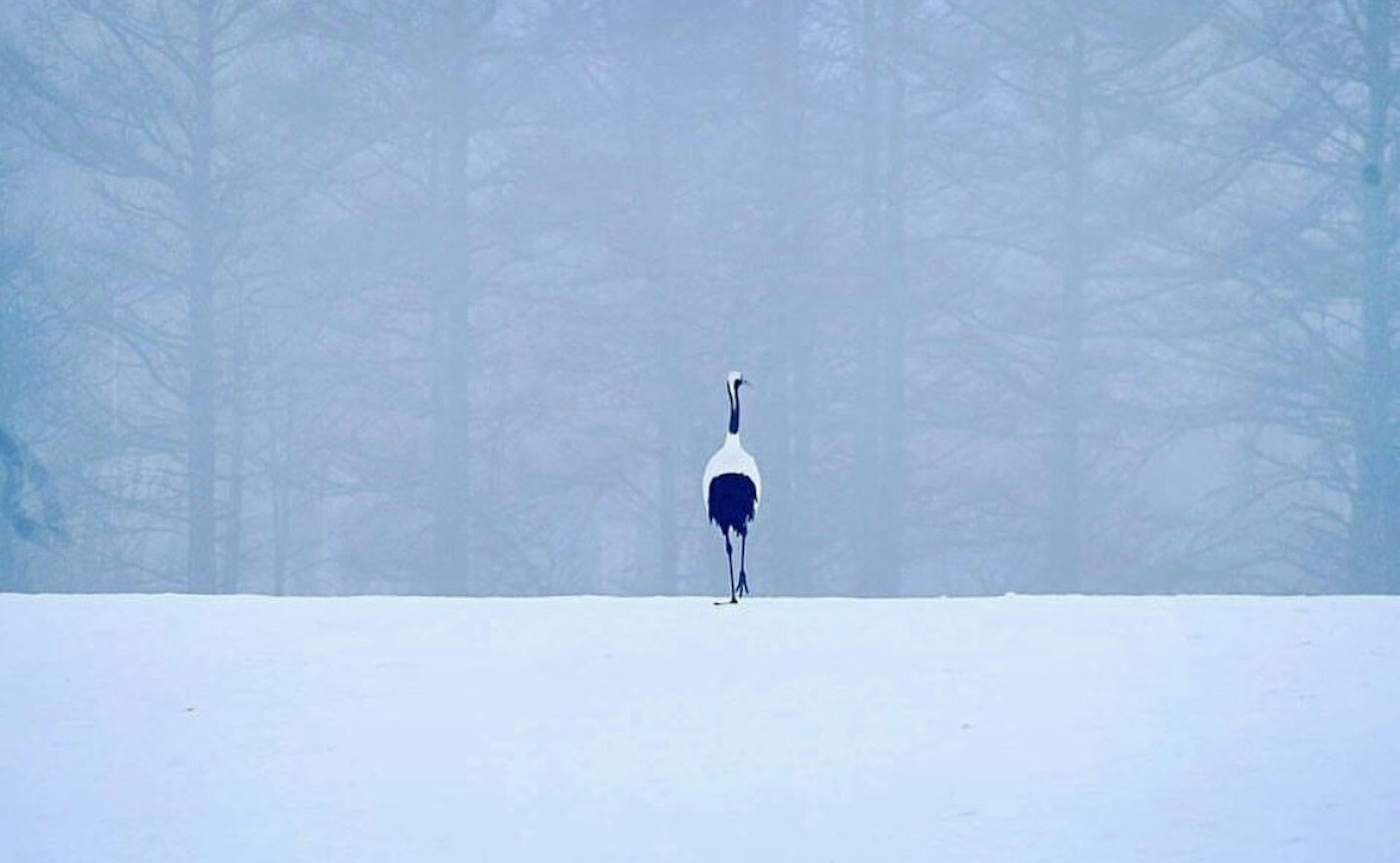 Une silhouette d'une grue se tenant dans la neige blanche