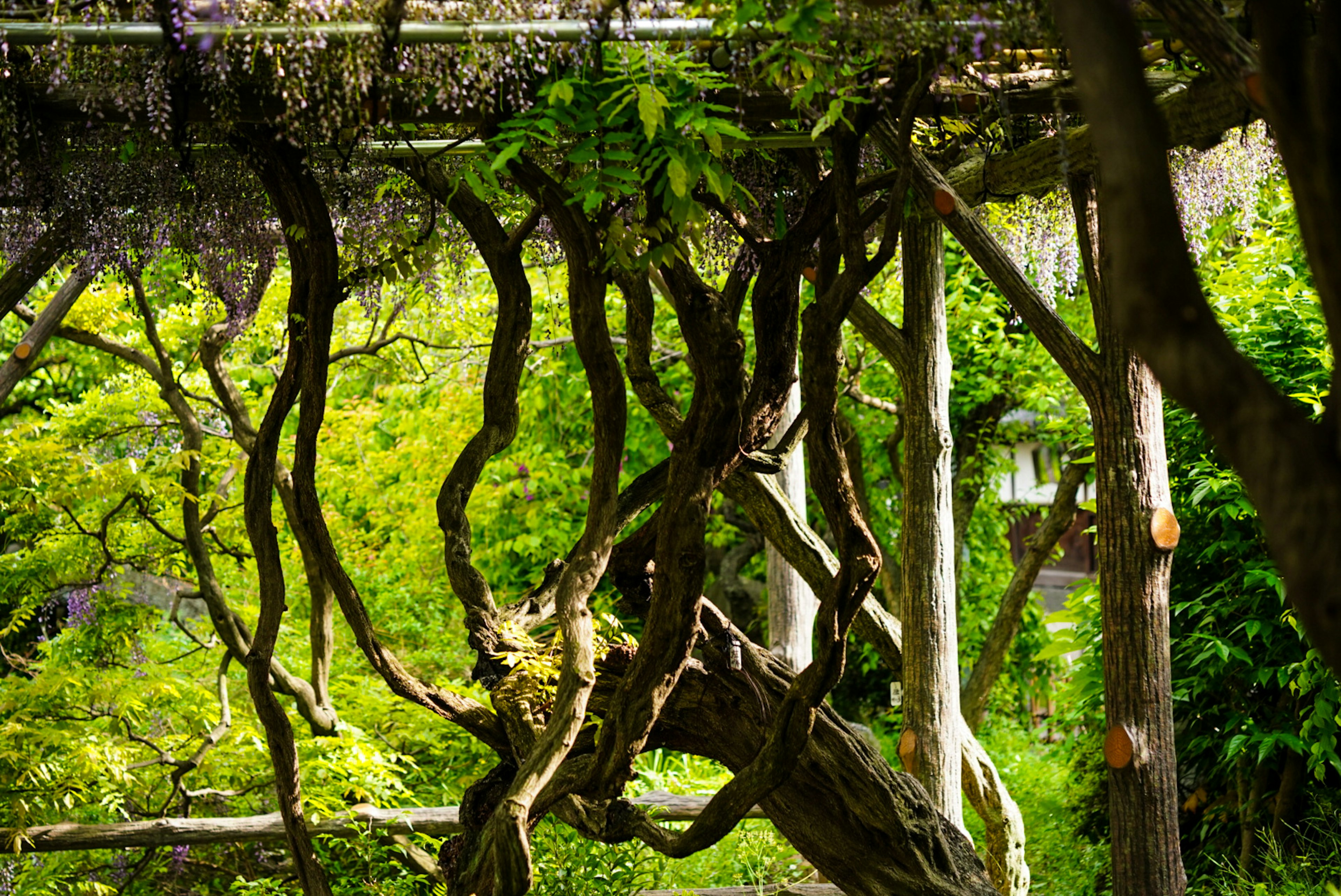 Eine schöne Gartenszene mit ineinander verschlungenen Baumästen, die sich im Wasser spiegeln