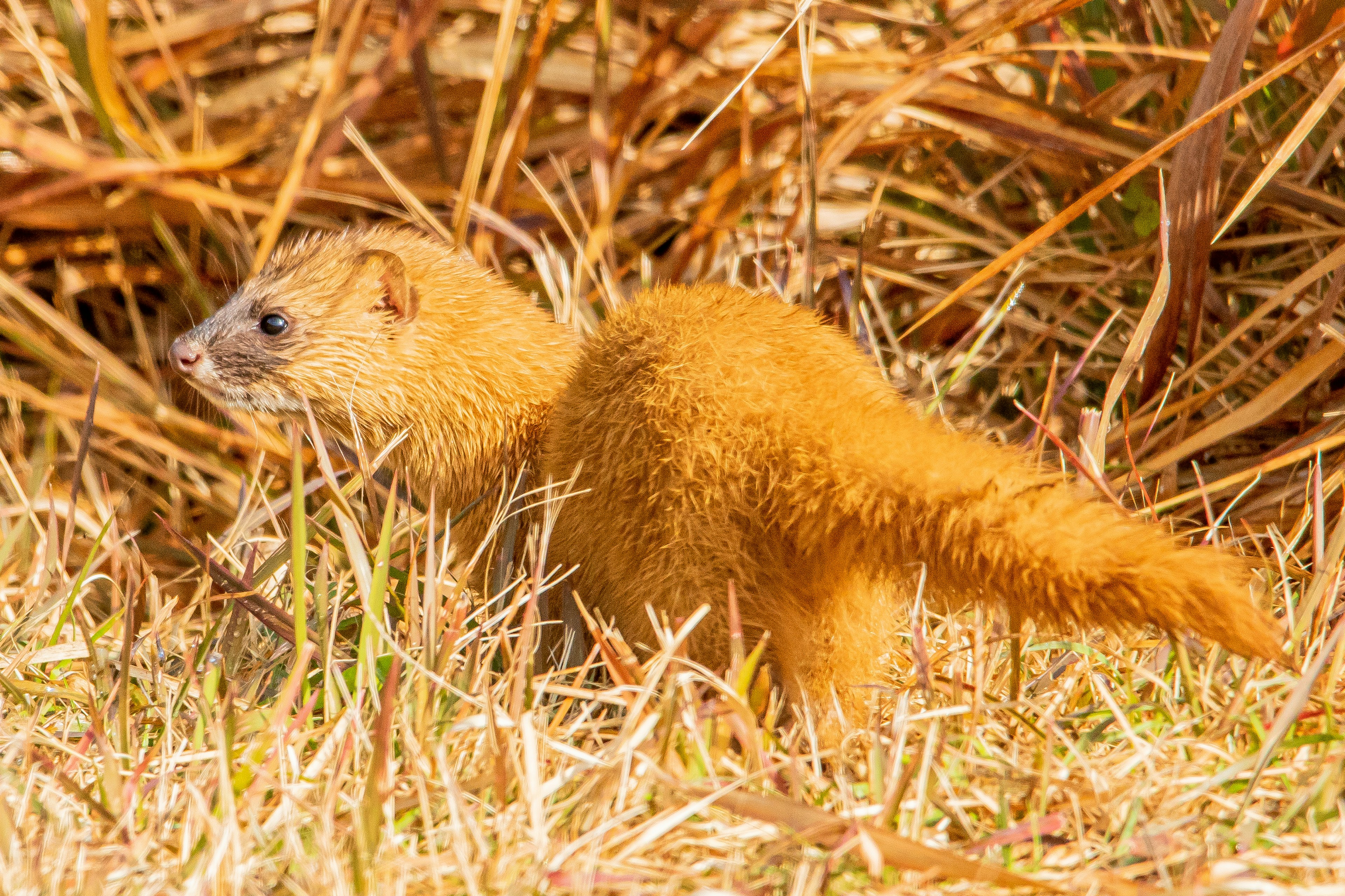 Mongoose arancione che si muove attraverso la prateria