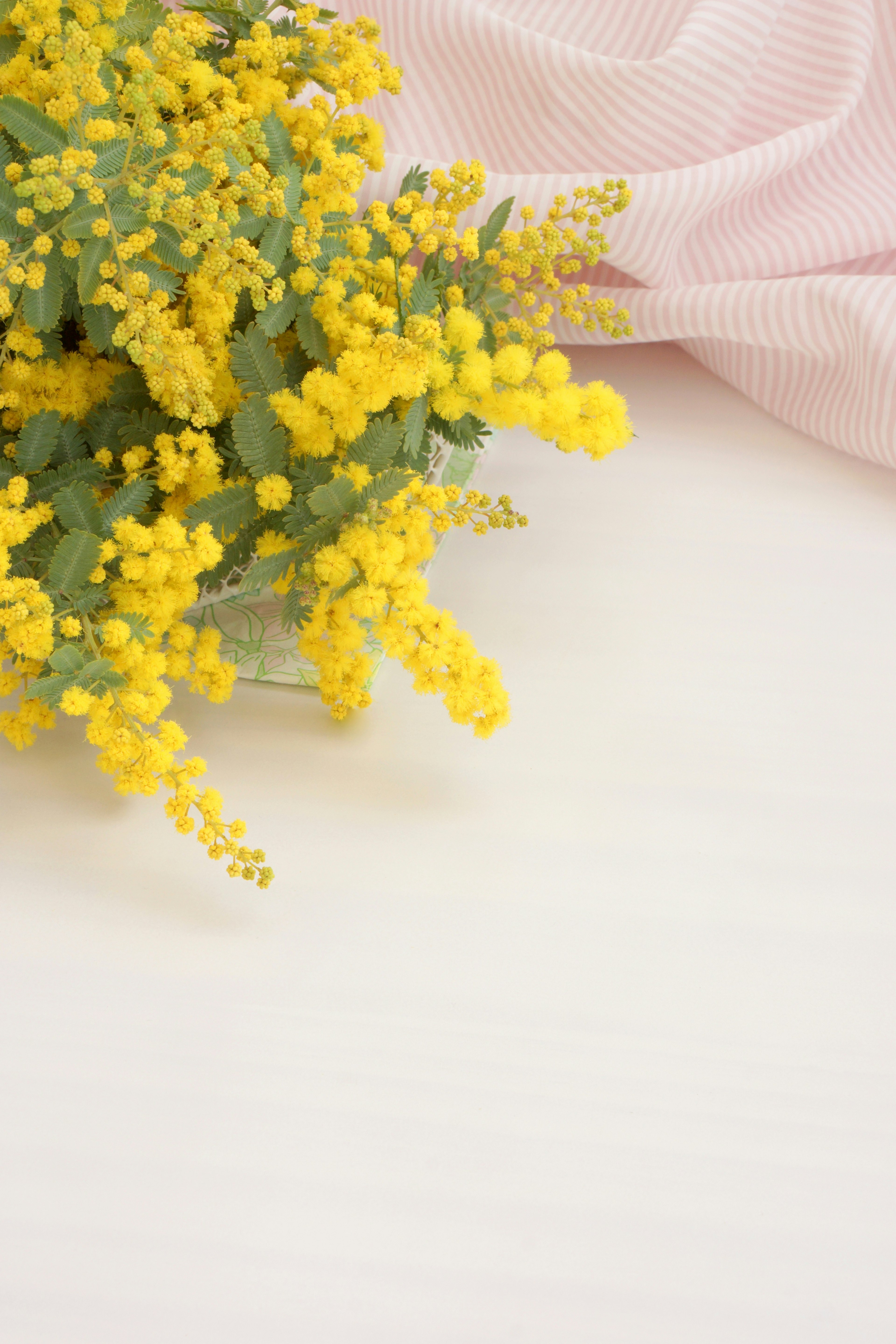 Ein Strauß gelber Mimosenblüten mit einem sanften rosa Tuch