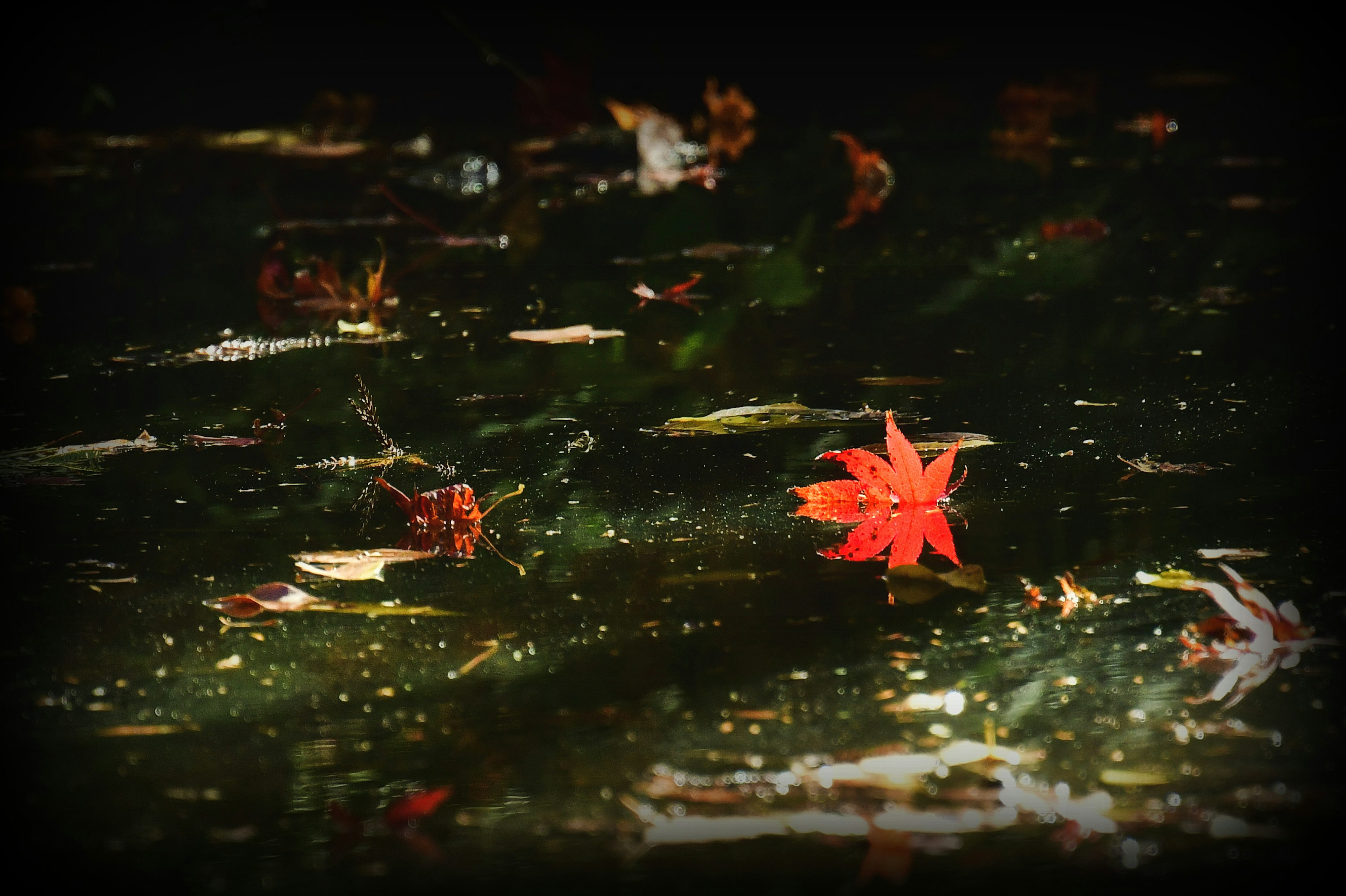 A vibrant red leaf floating on a dark water surface with scattered fallen leaves