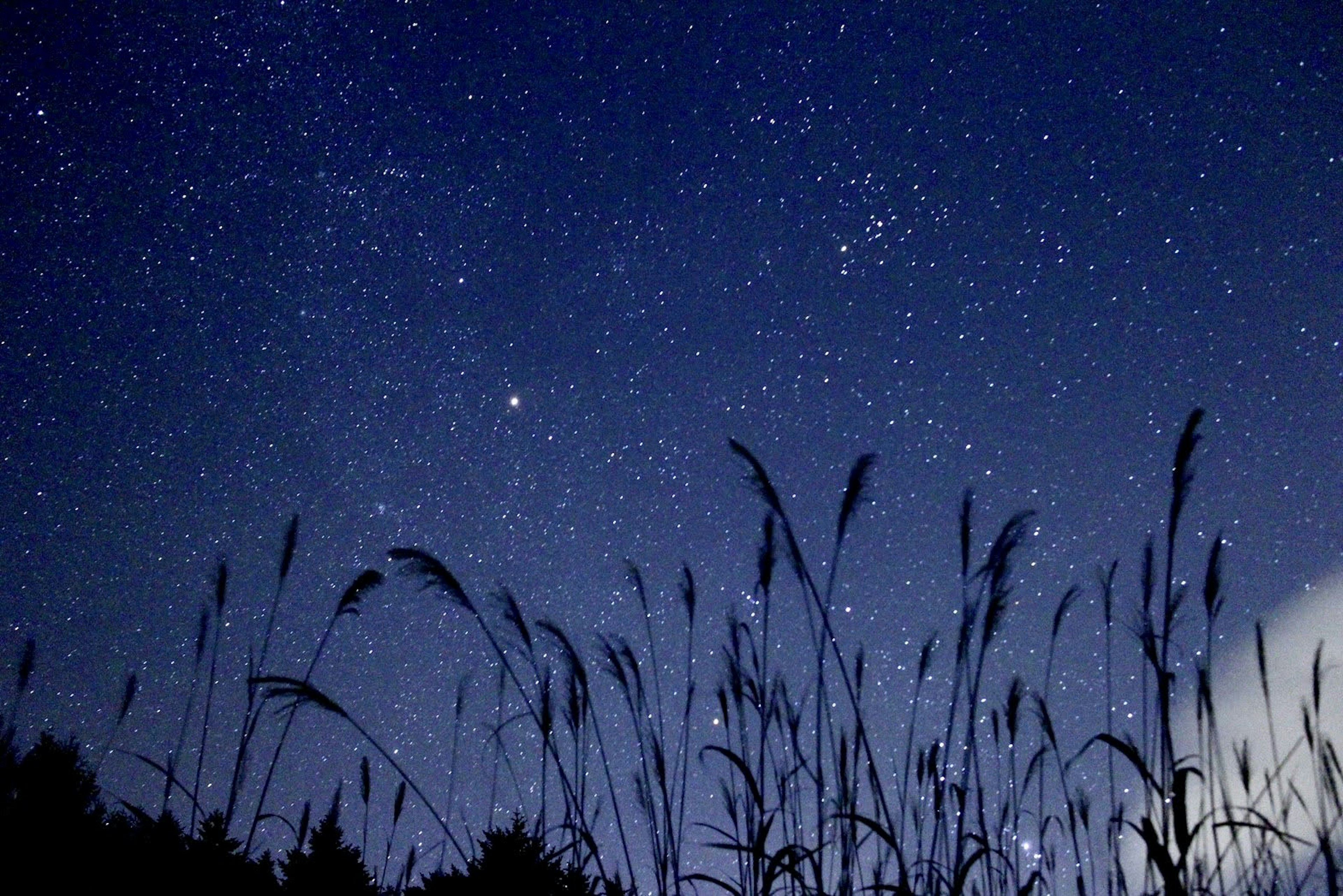 Cielo estrellado con silueta de hierba en una escena nocturna