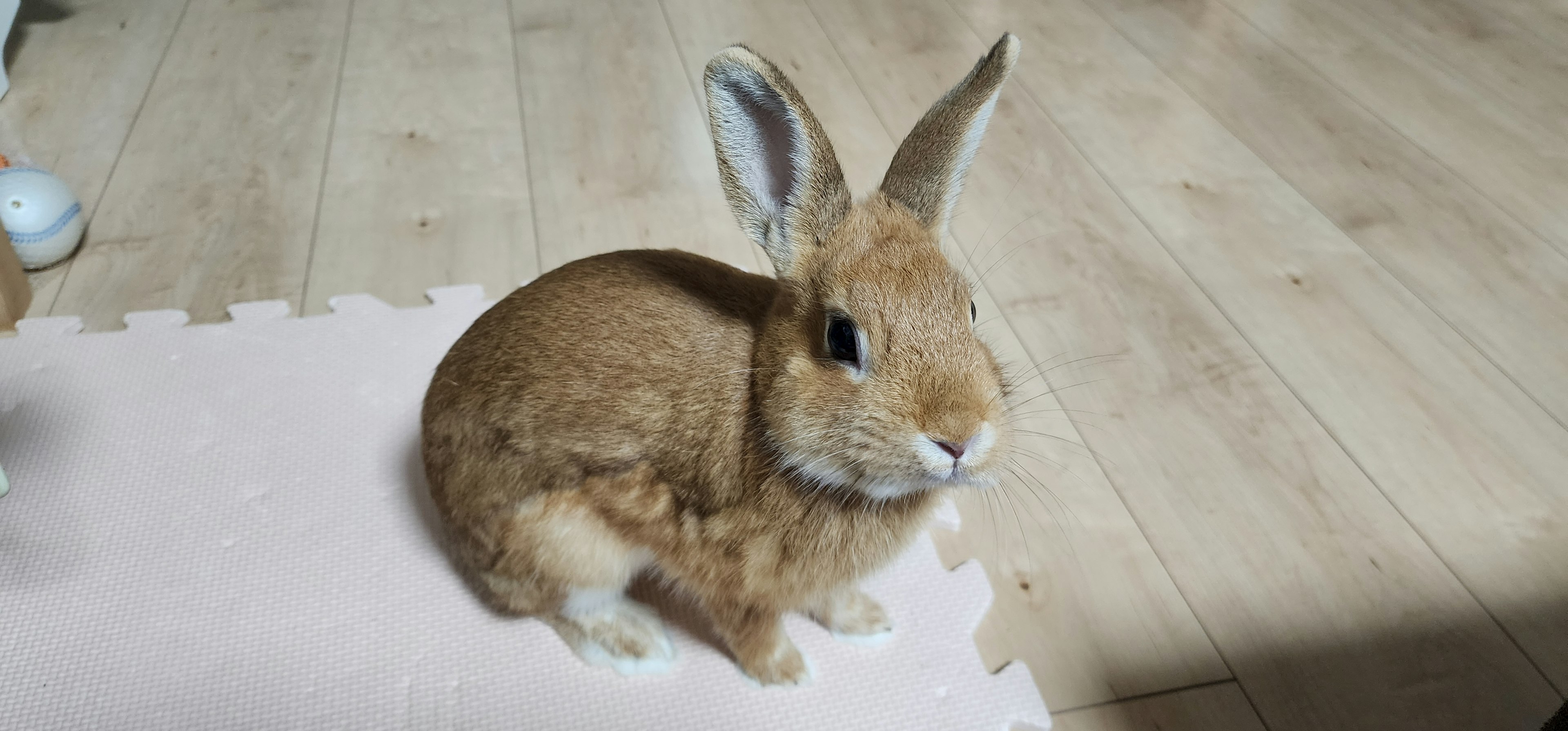 A brown rabbit sitting on the floor