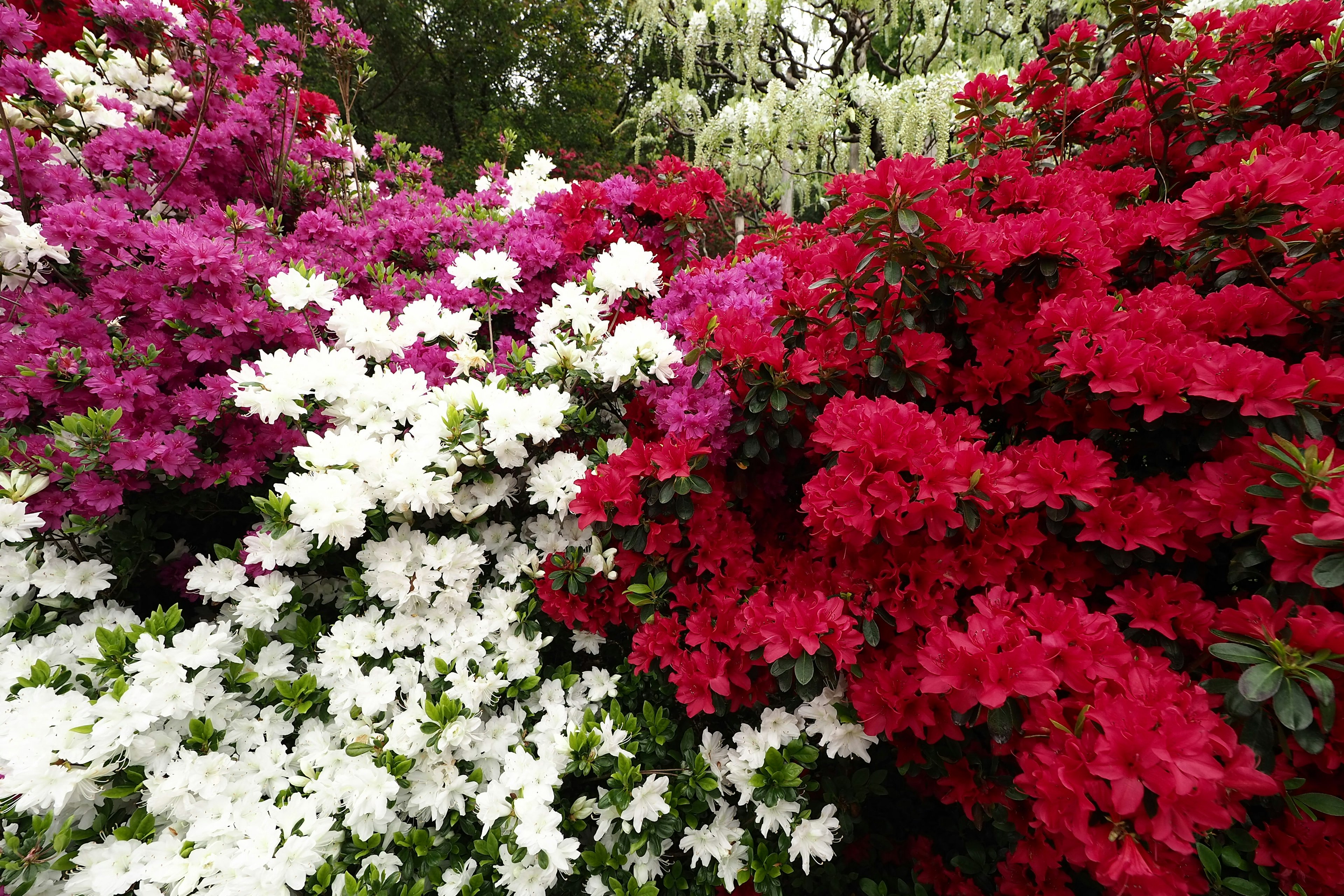 Fleurs d'azalée colorées en fleurs